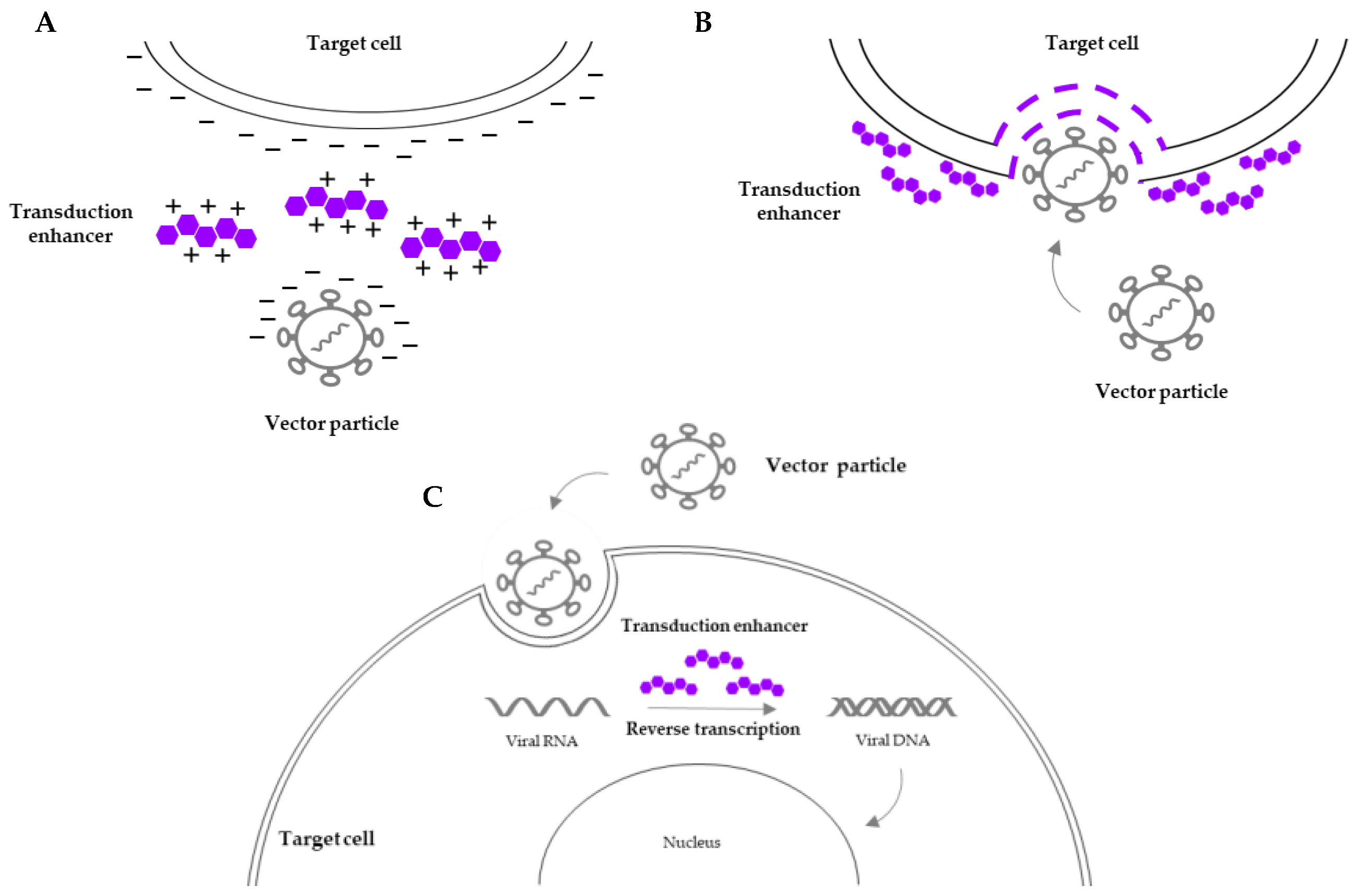 Cells 13 01039 g001 Cells 13 01039 g001