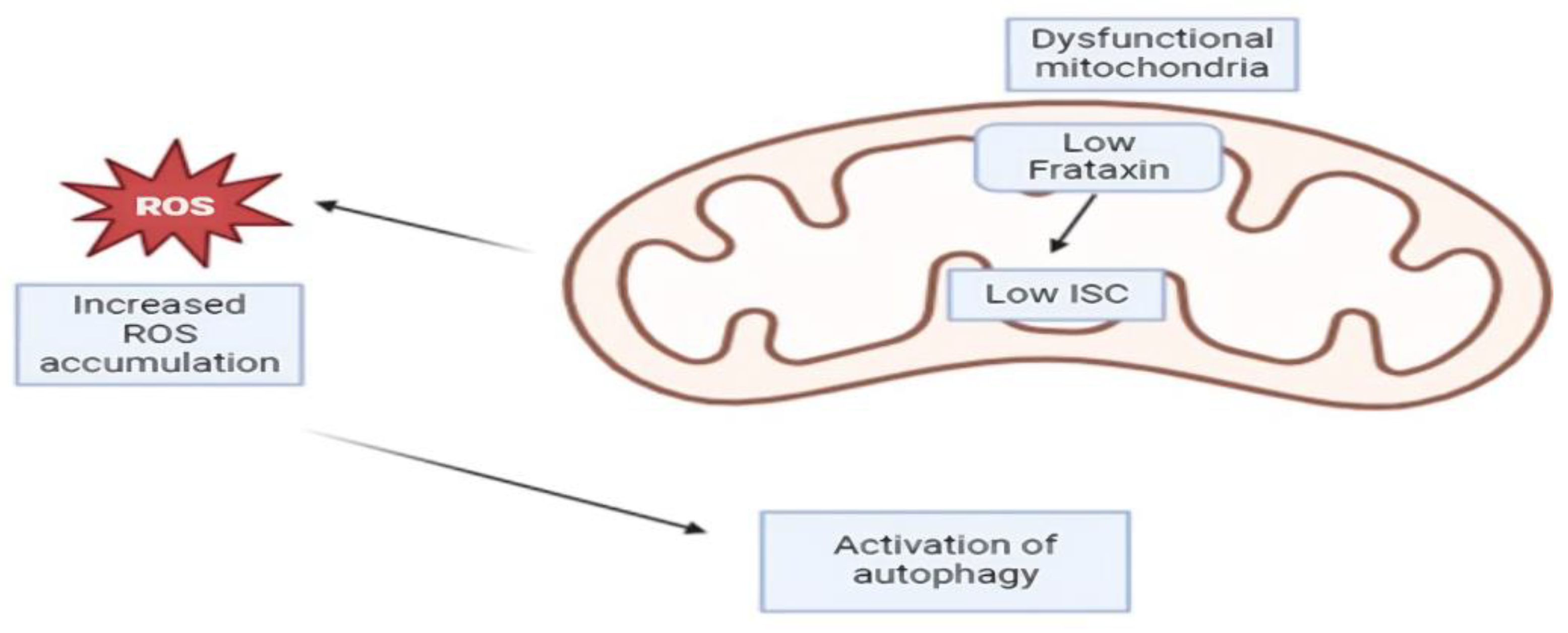 Cells 13 01040 g002 Cells 13 01040 g002
