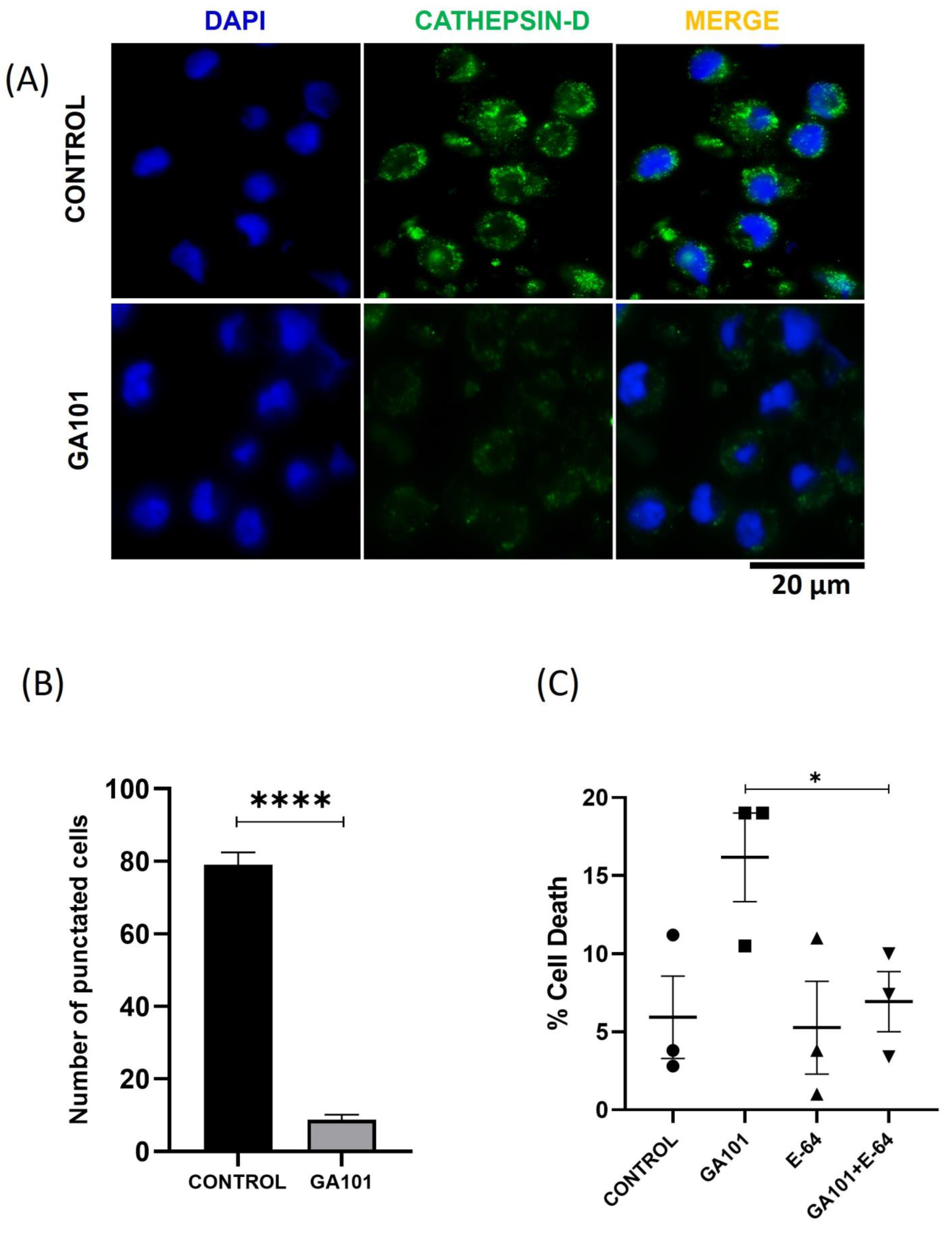 Cells 13 01041 g002 Cells 13 01041 g002