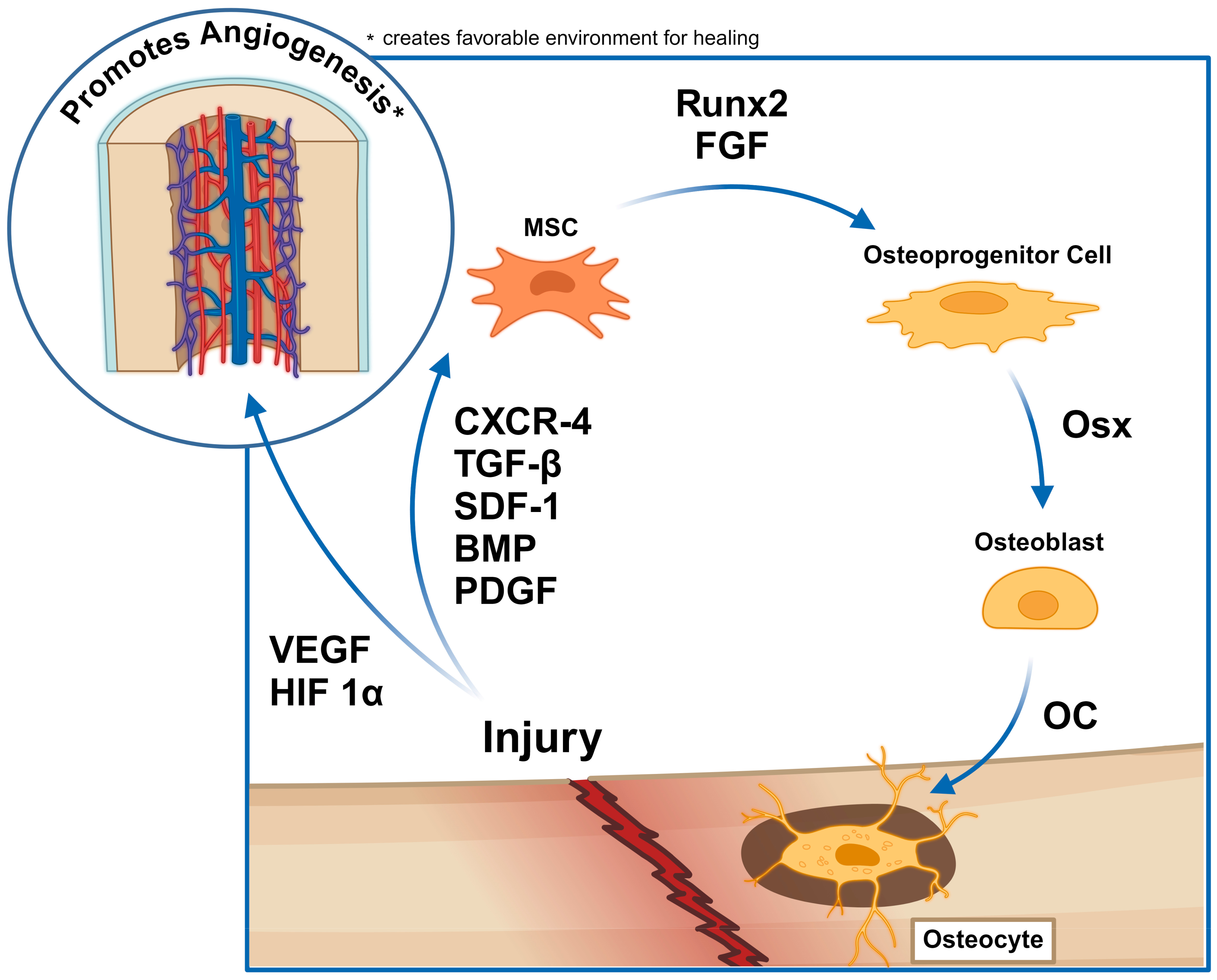 Cells 13 01045 g002 Cells 13 01045 g002