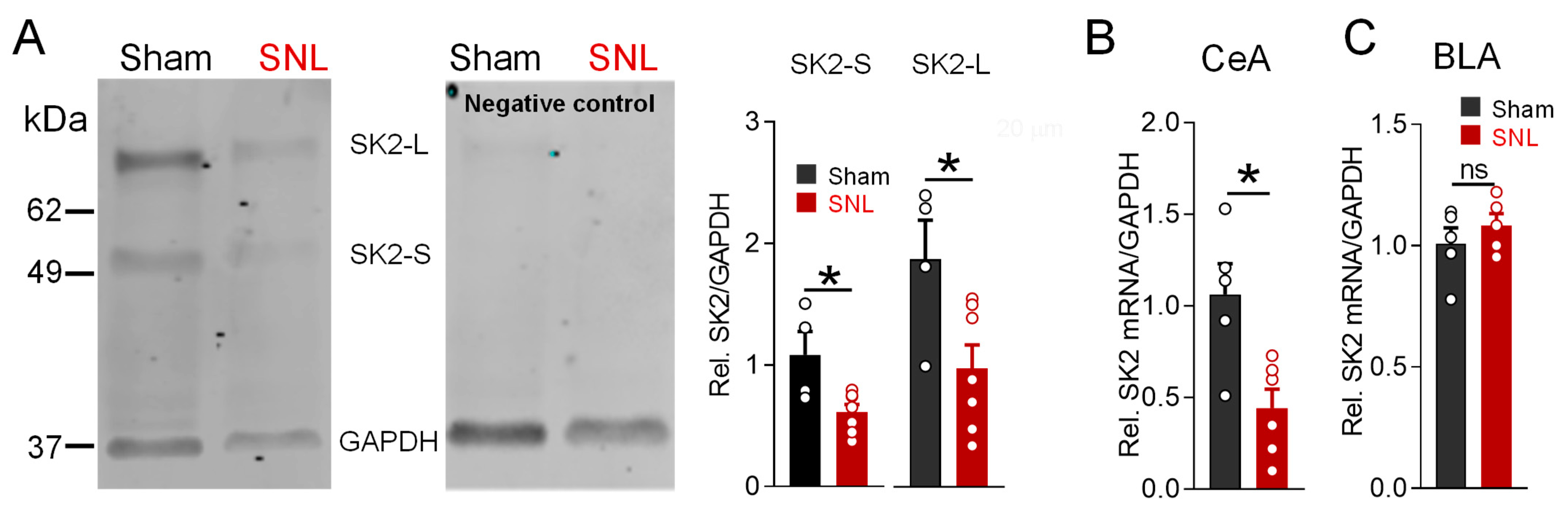 Cells 13 01055 g005 Cells 13 01055 g005