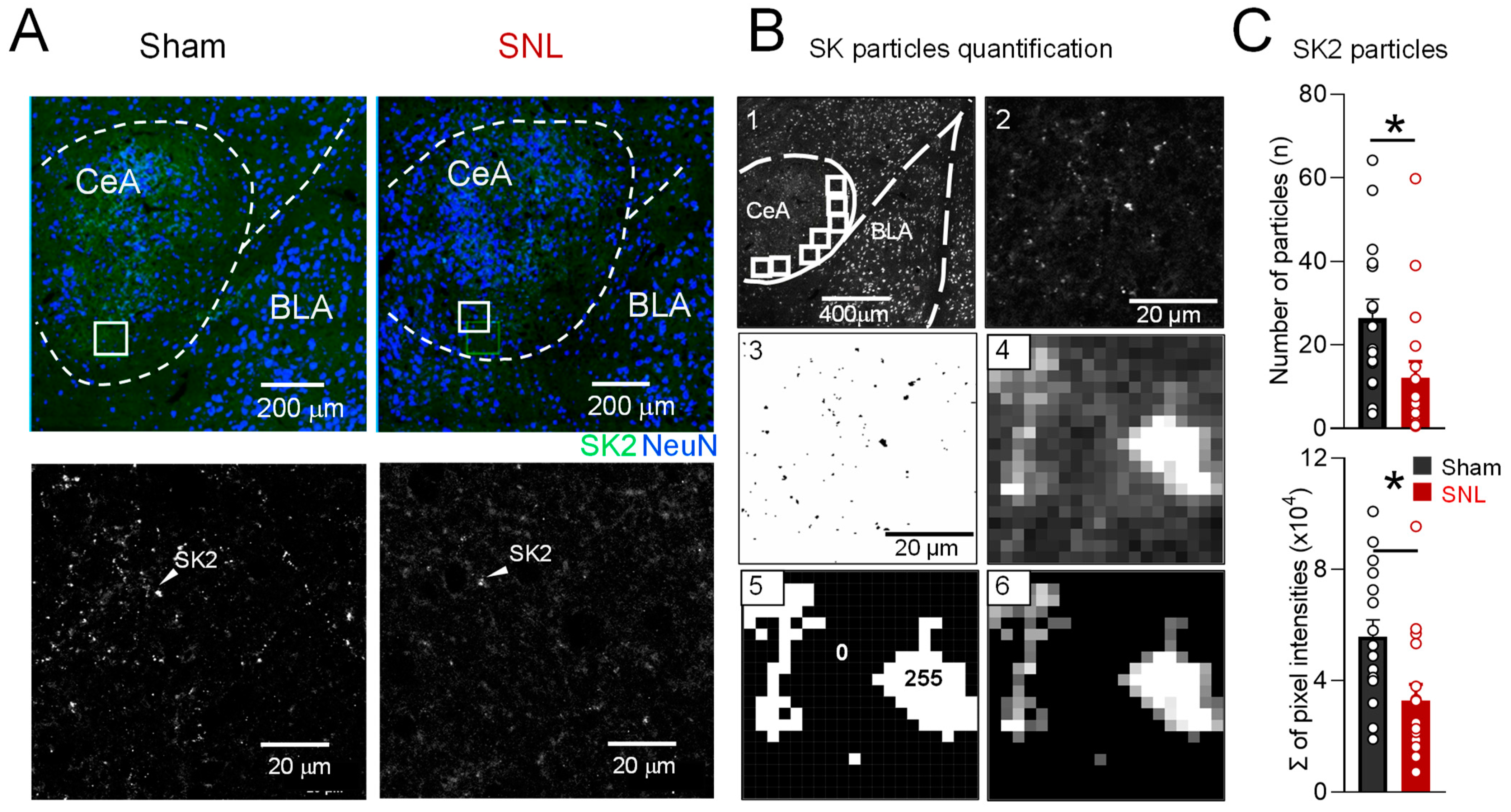 Cells 13 01055 g006 Cells 13 01055 g006
