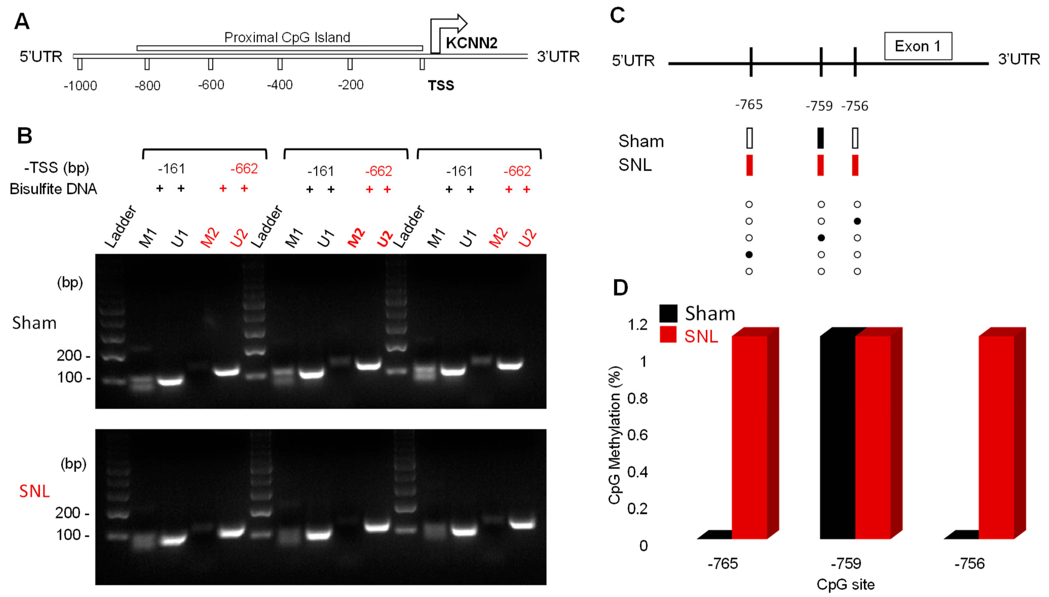 Cells 13 01055 g007 Cells 13 01055 g007