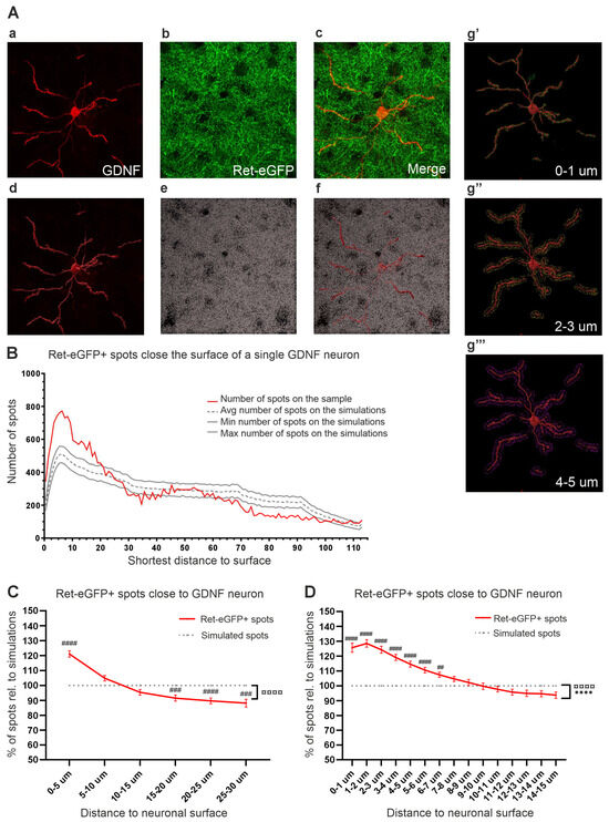 Striatal GDNF Neurons Chemoattract RET-Positive Dopamine Axons at Seven ...