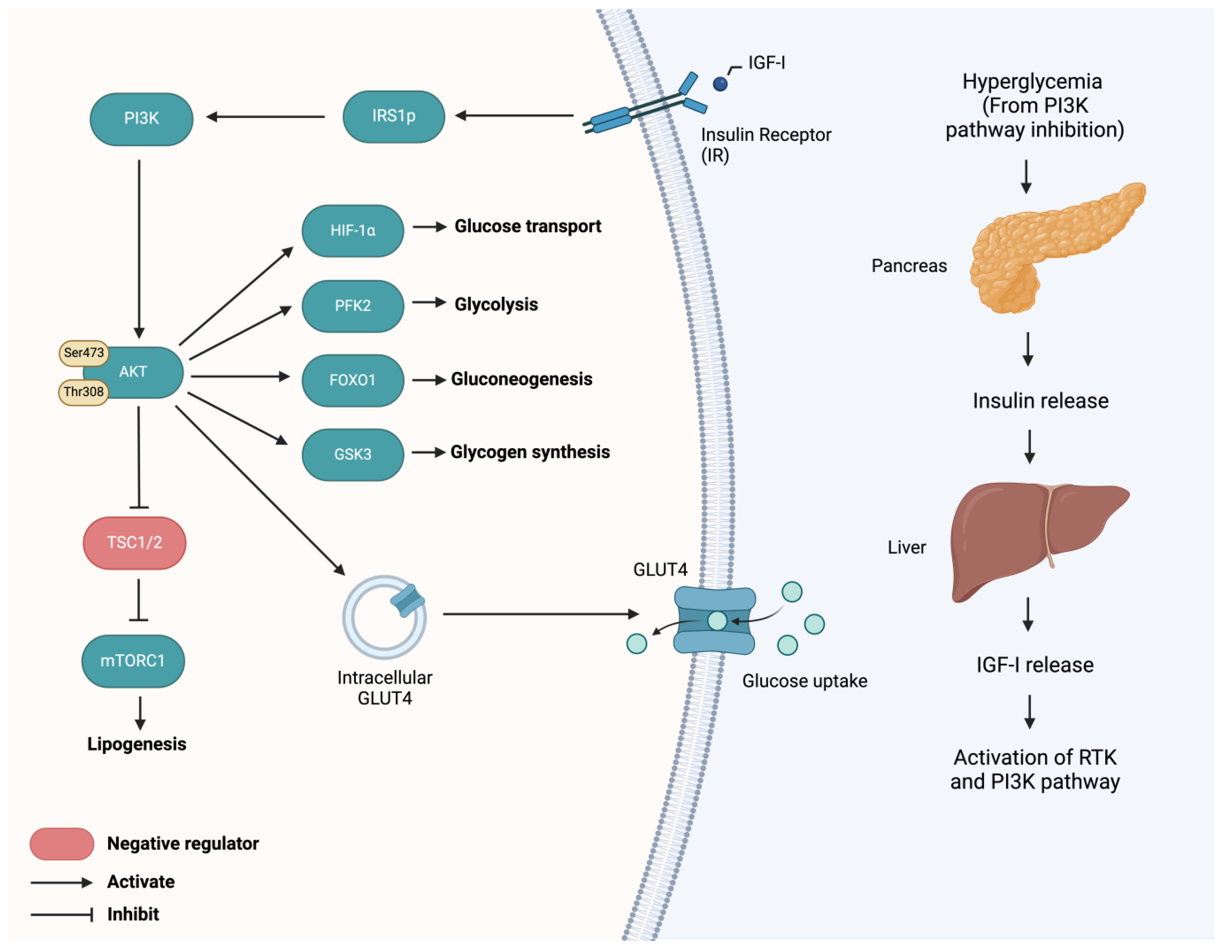 Cells 13 01064 g002 Cells 13 01064 g002