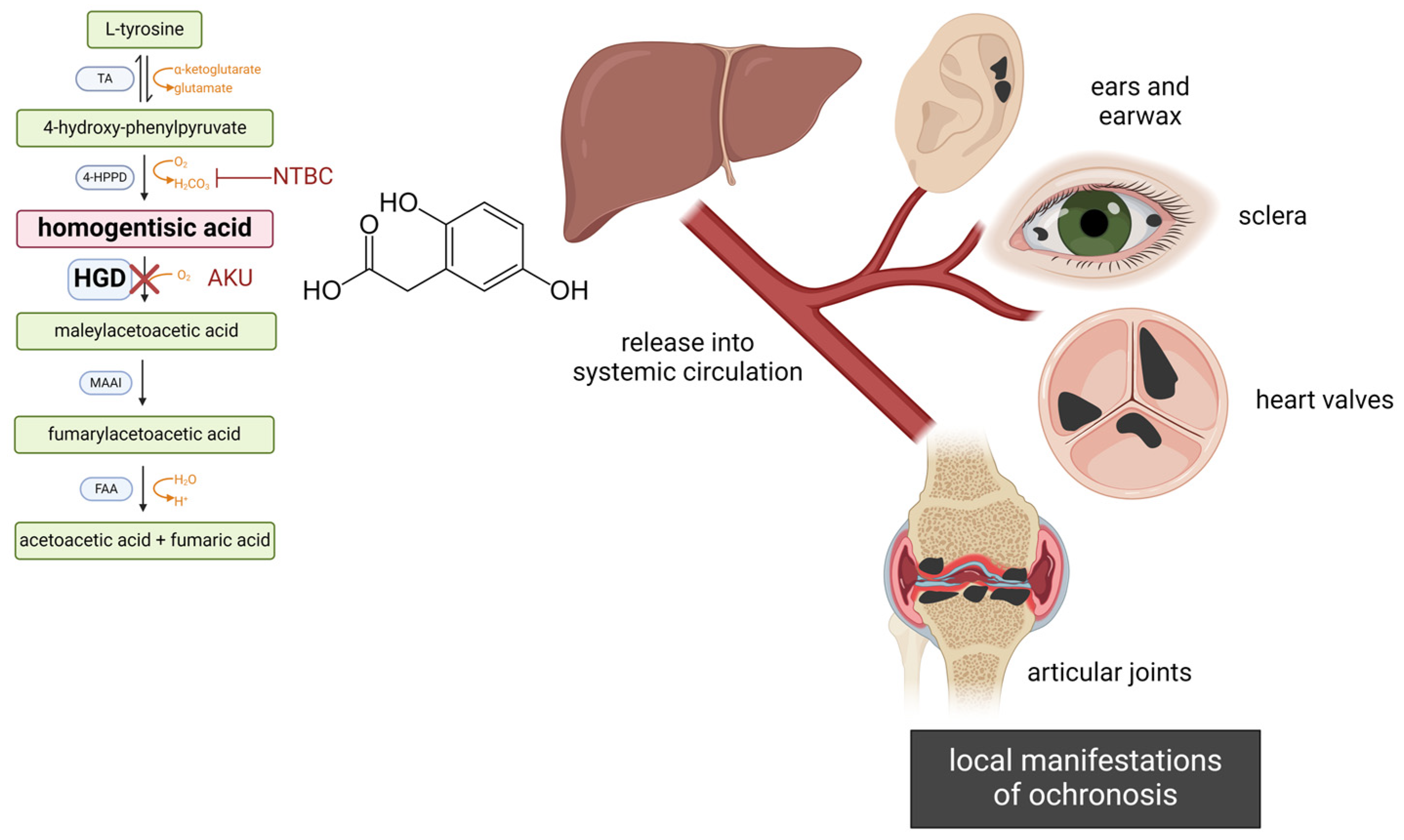 Cells 13 01072 g001 Cells 13 01072 g001