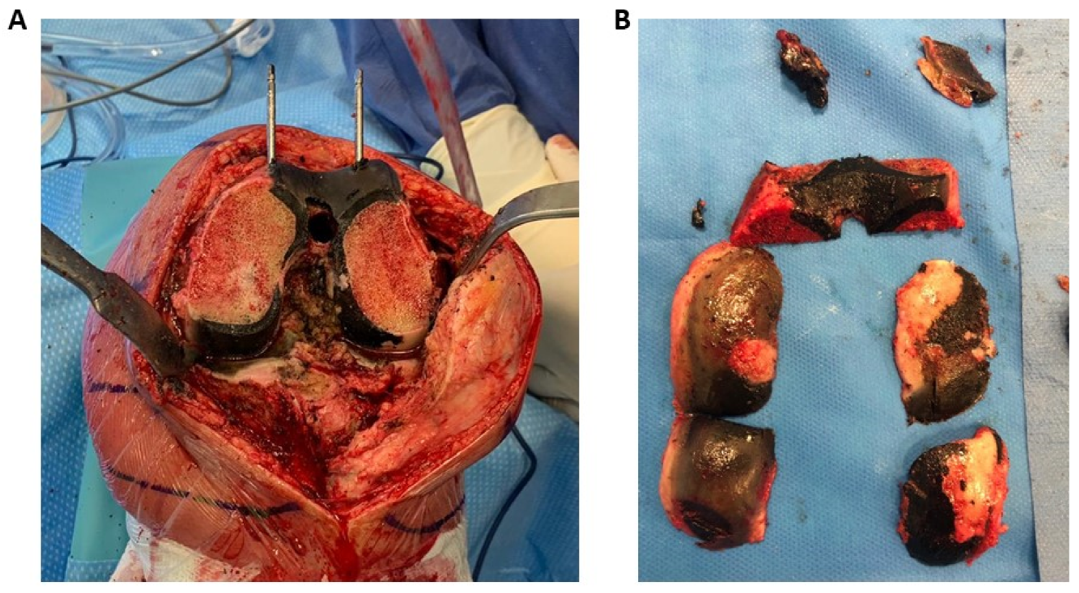 Cells 13 01072 g002 Cells 13 01072 g002
