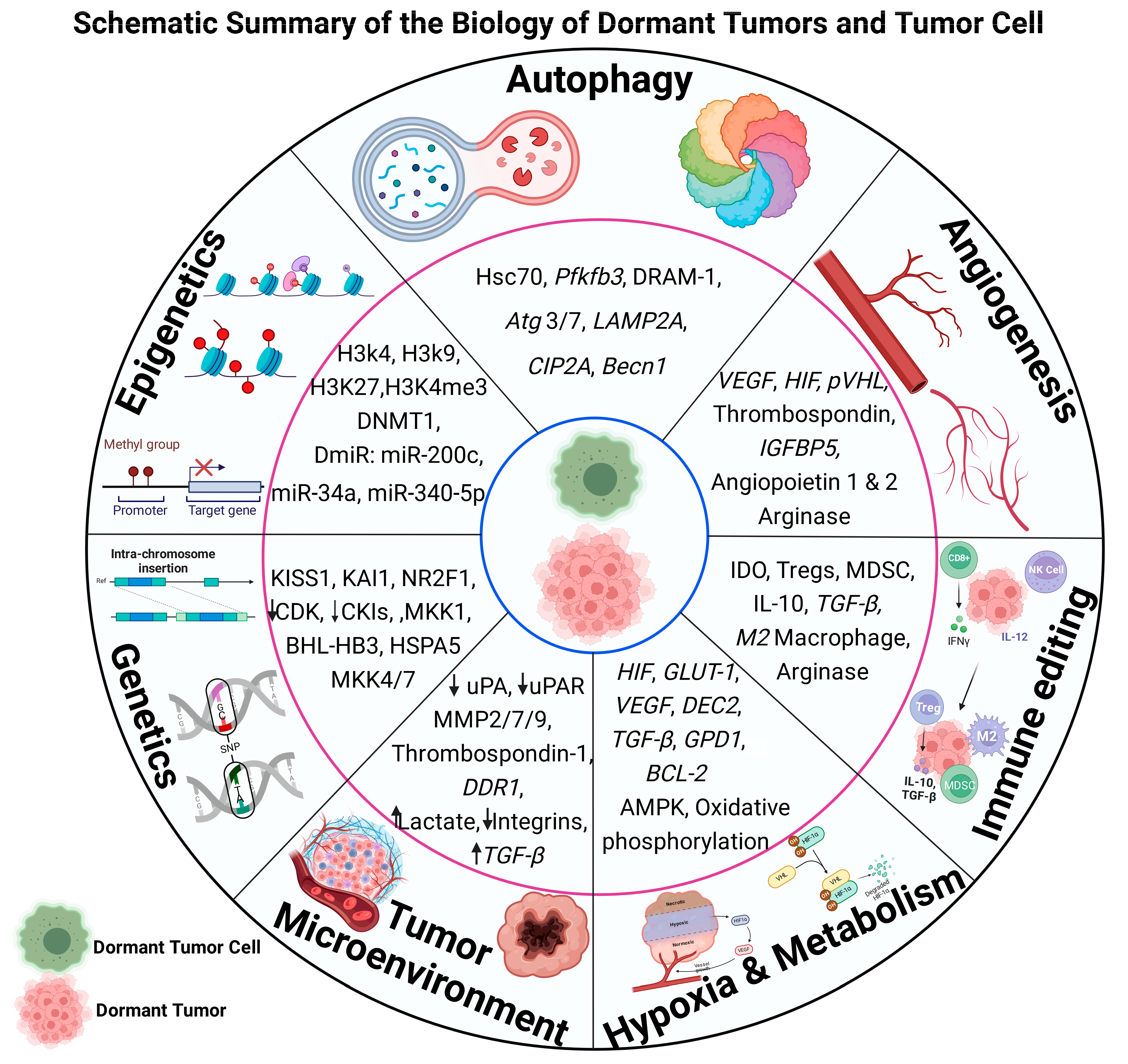 Cells 13 01087 g001 Cells 13 01087 g001