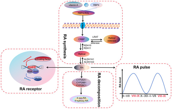 Structural basis of increased binding affinities of spikes