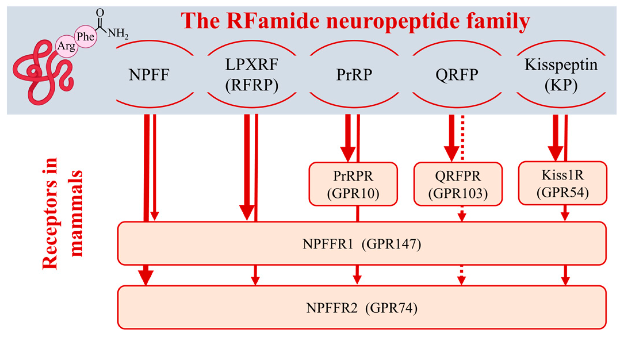 Cells 13 01097 g002 Cells 13 01097 g002