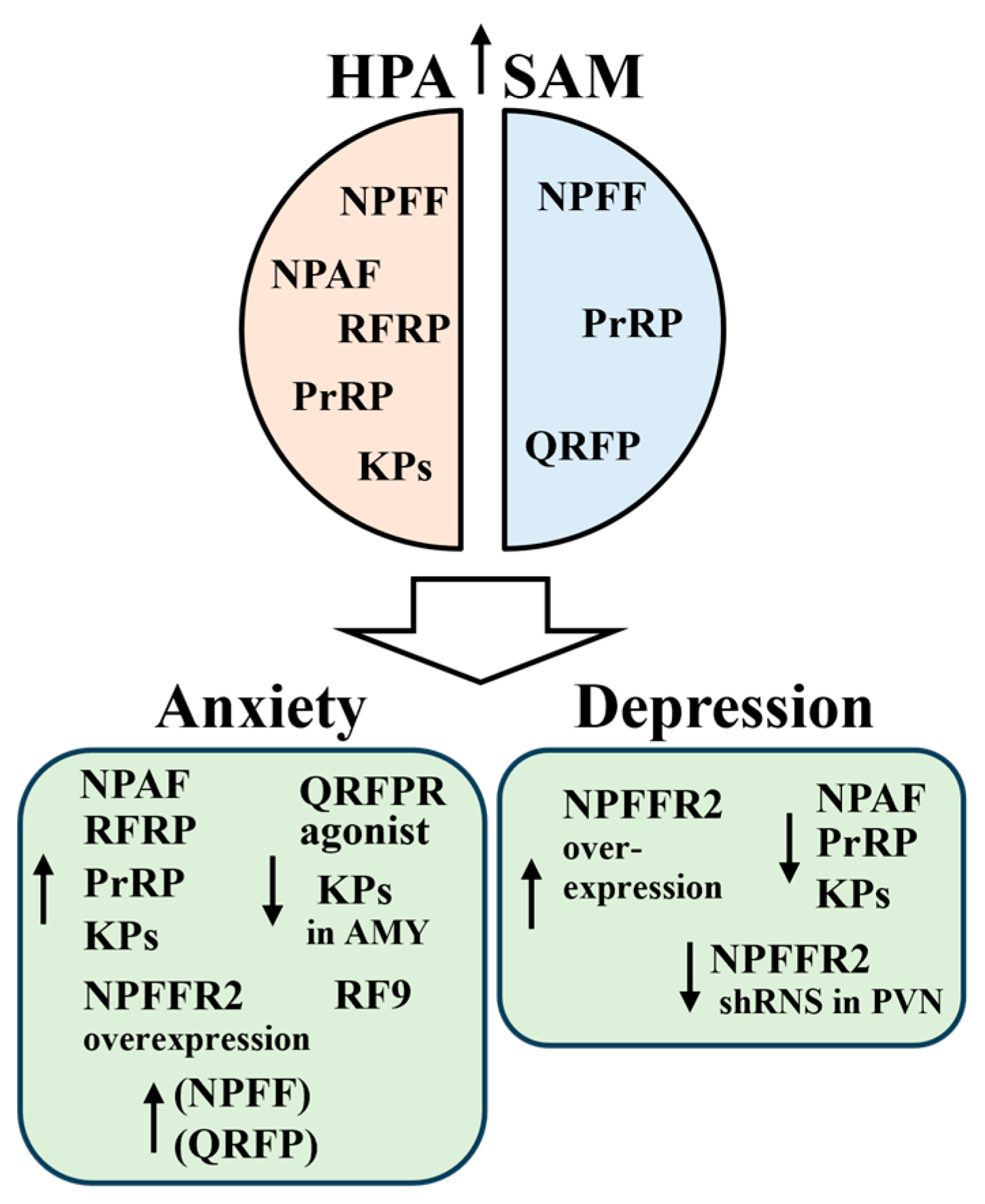 Cells 13 01097 g004 Cells 13 01097 g004