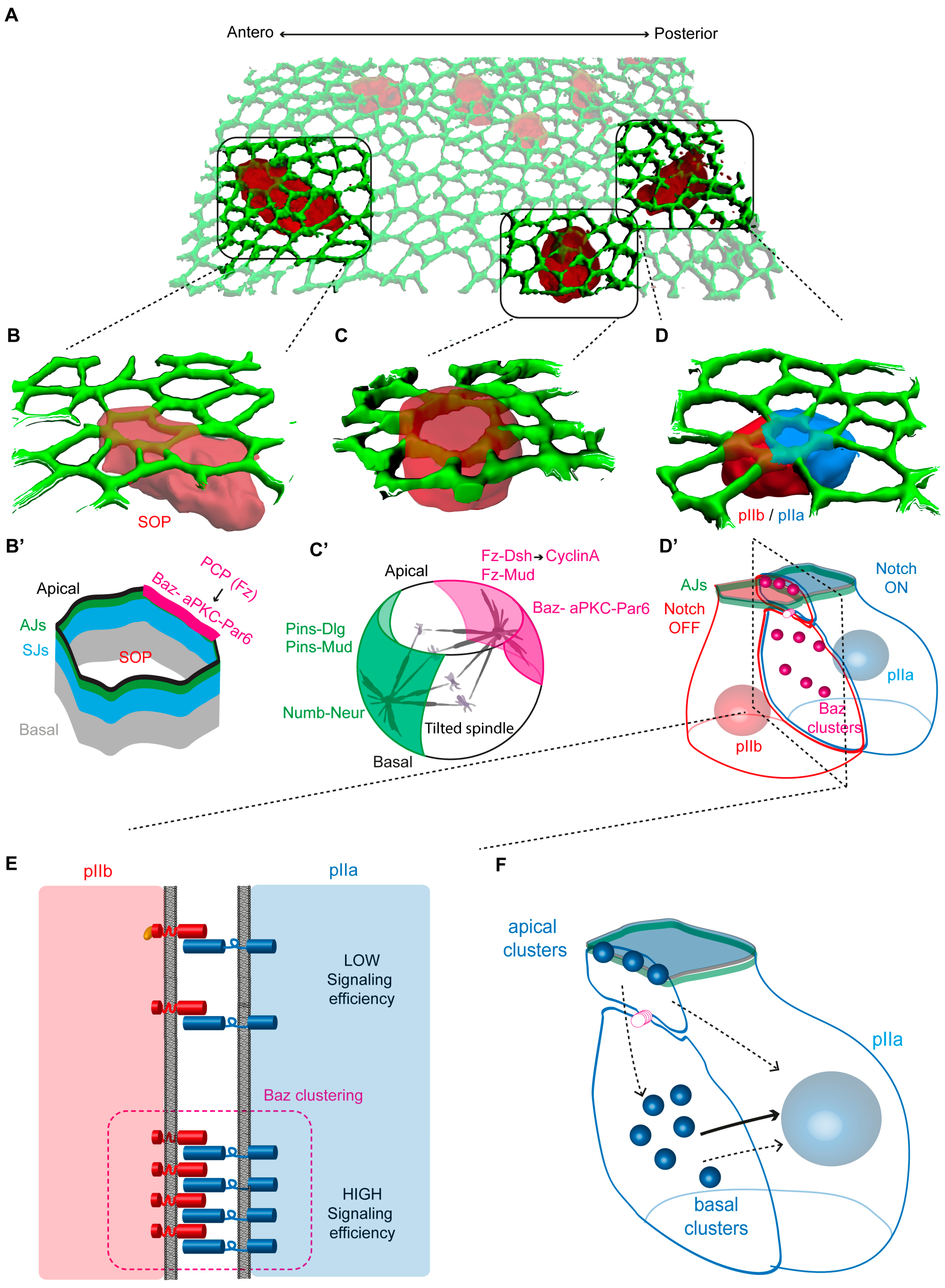 Cells 13 01133 g002 Cells 13 01133 g002