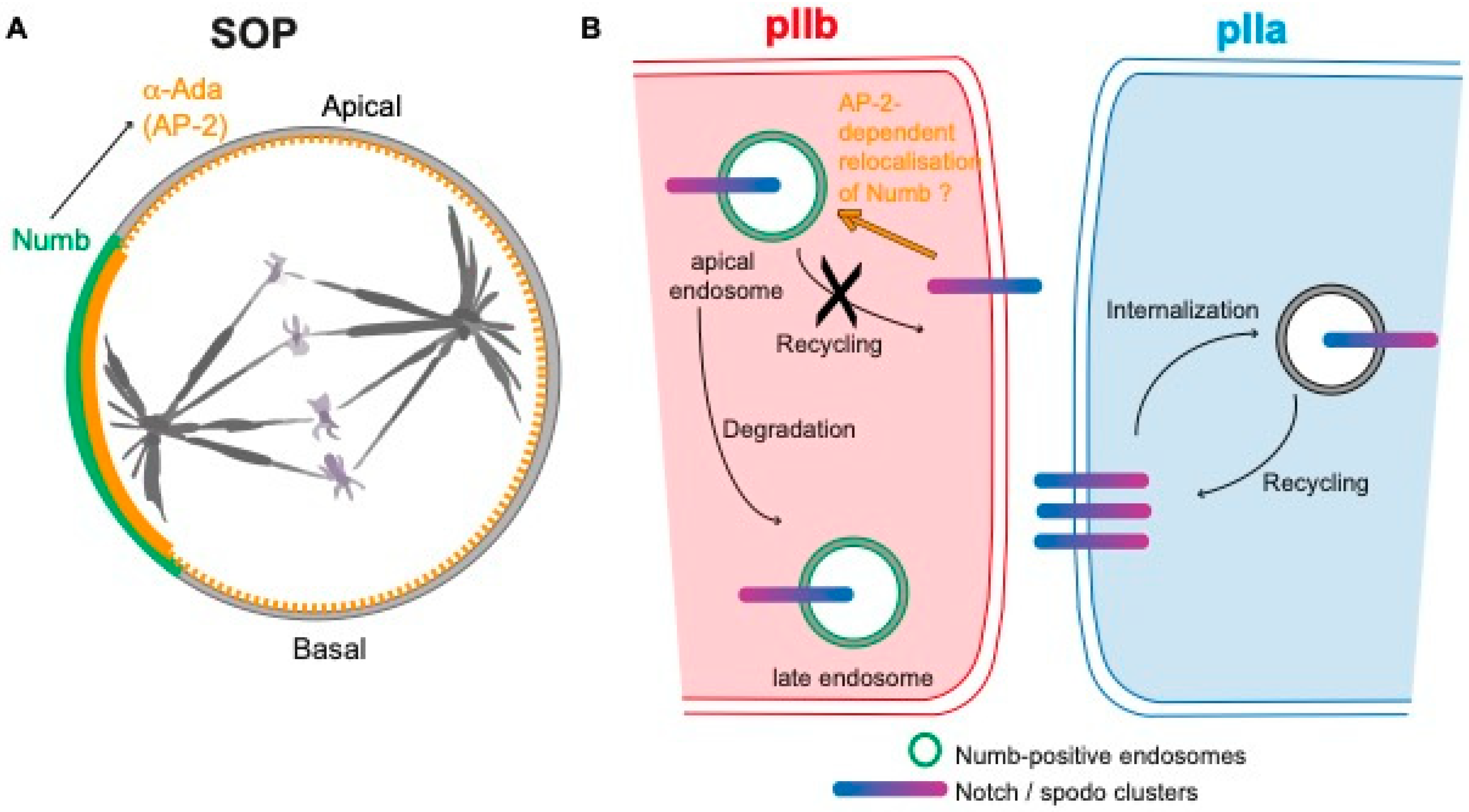 Cells 13 01133 g003 Cells 13 01133 g003