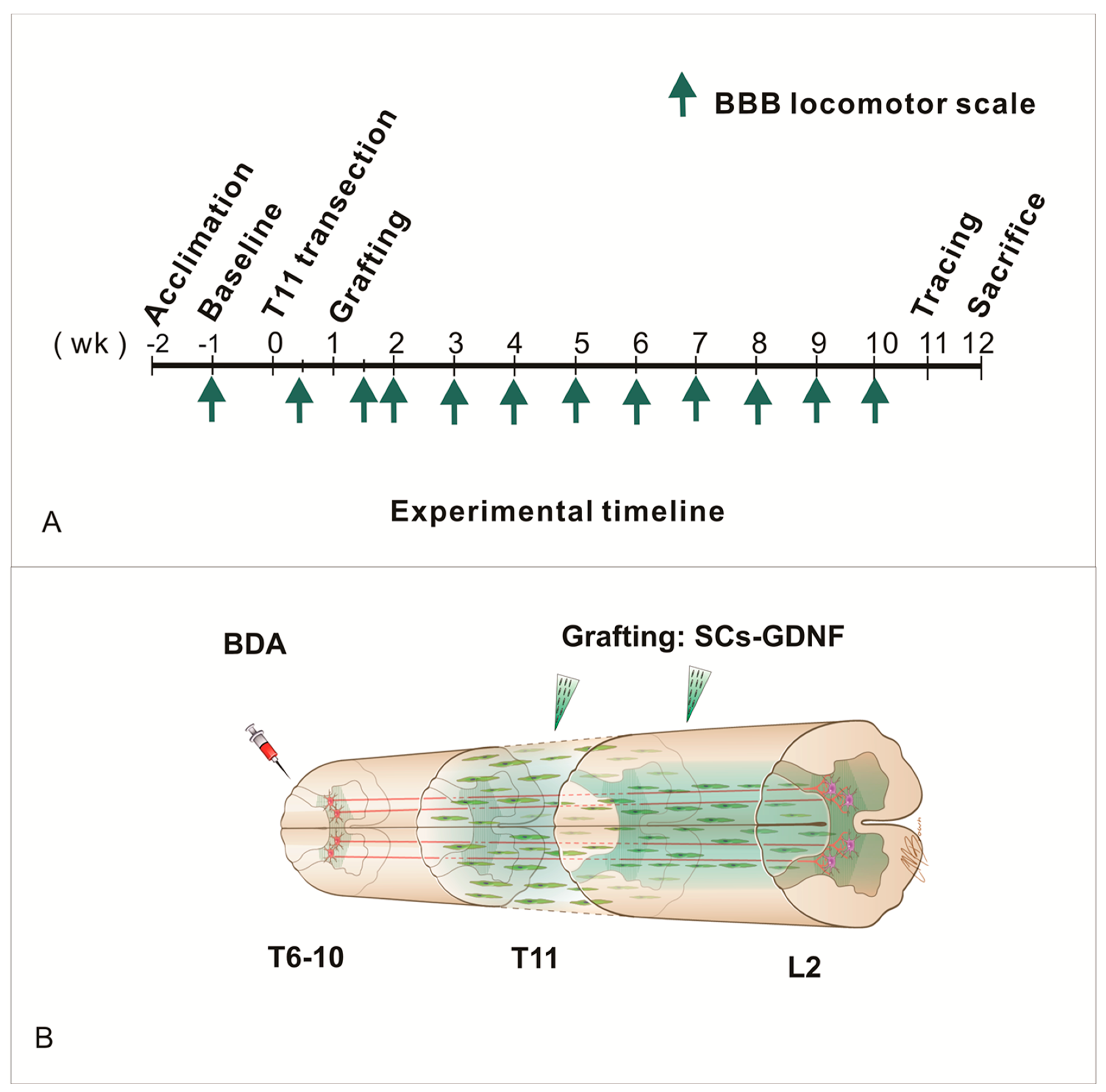 Cells 13 01160 g001 Cells 13 01160 g001