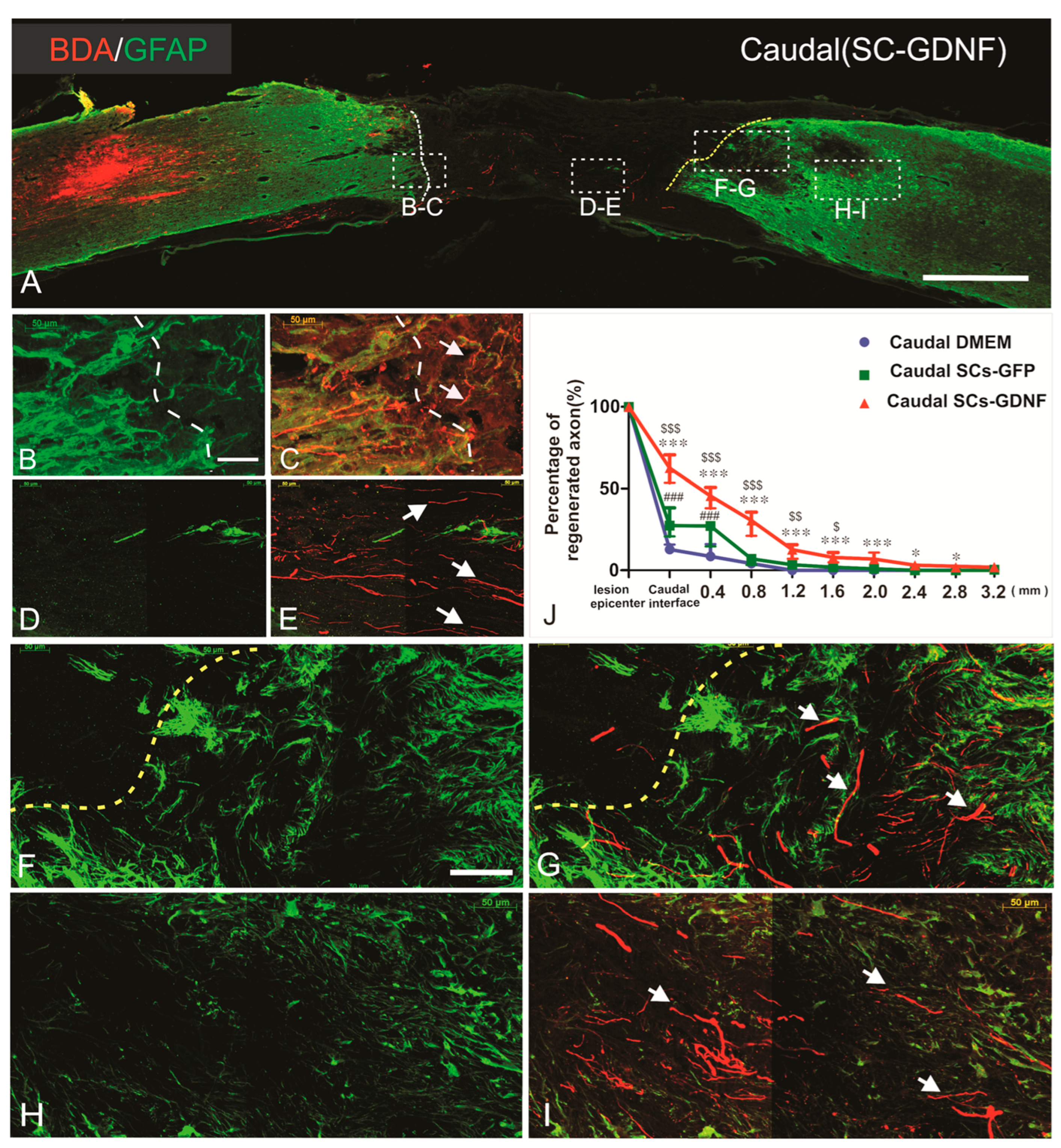 Cells 13 01160 g002 Cells 13 01160 g002