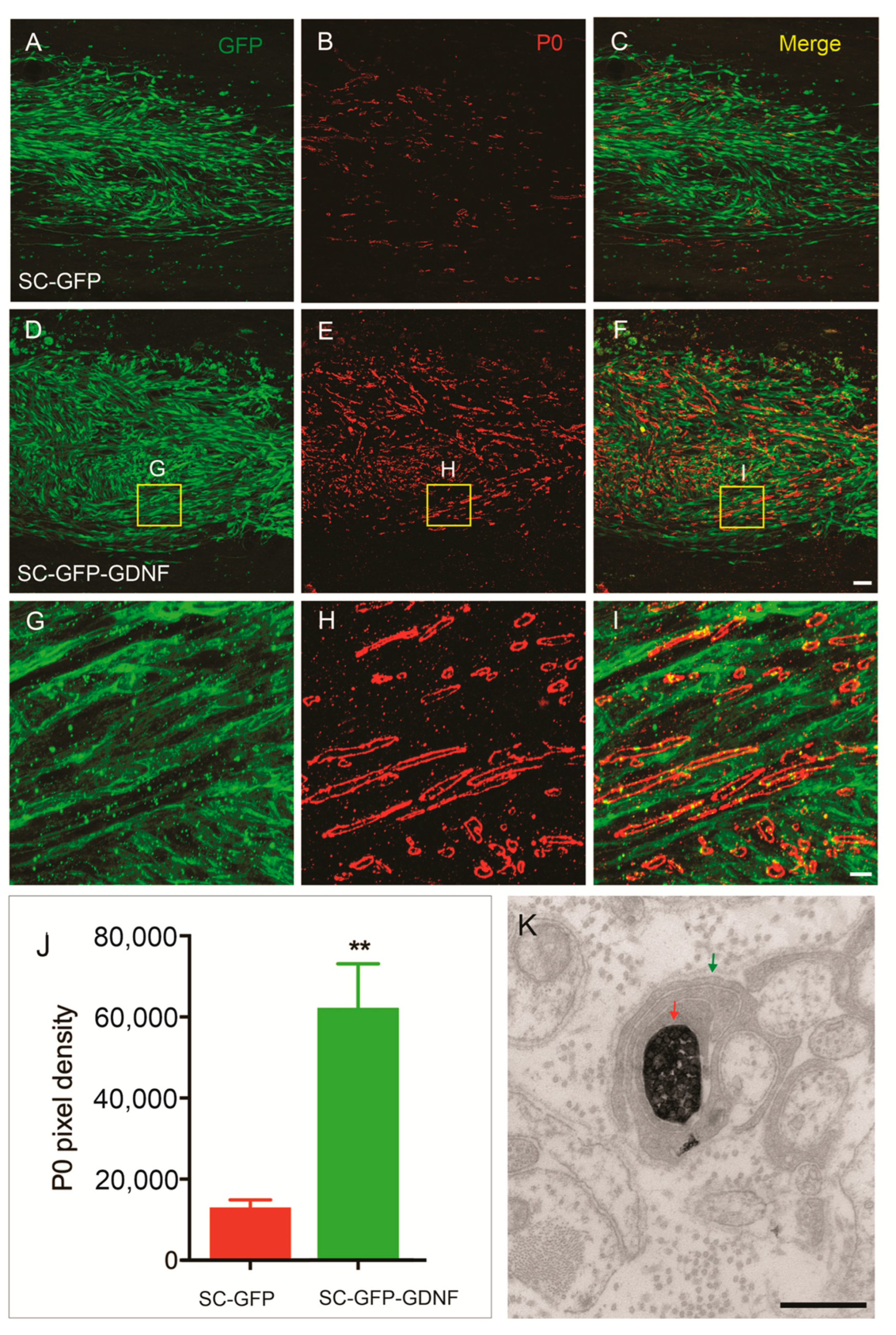 Cells 13 01160 g004 Cells 13 01160 g004