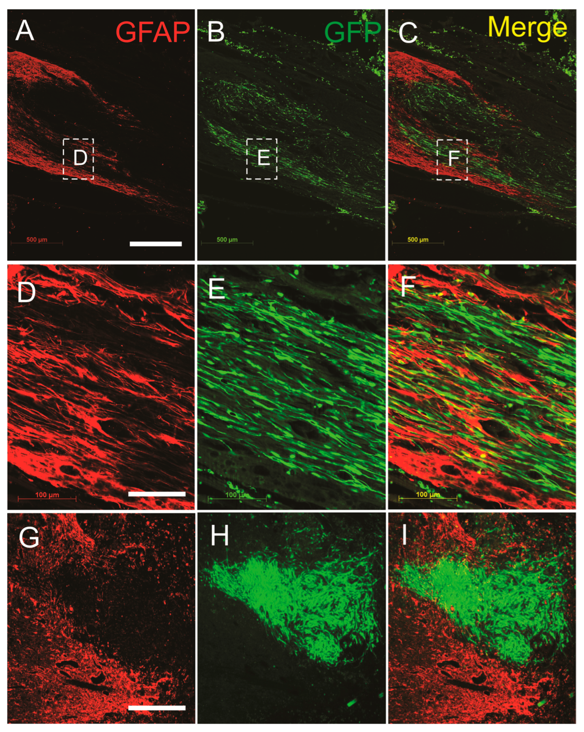 Cells 13 01160 g006 Cells 13 01160 g006