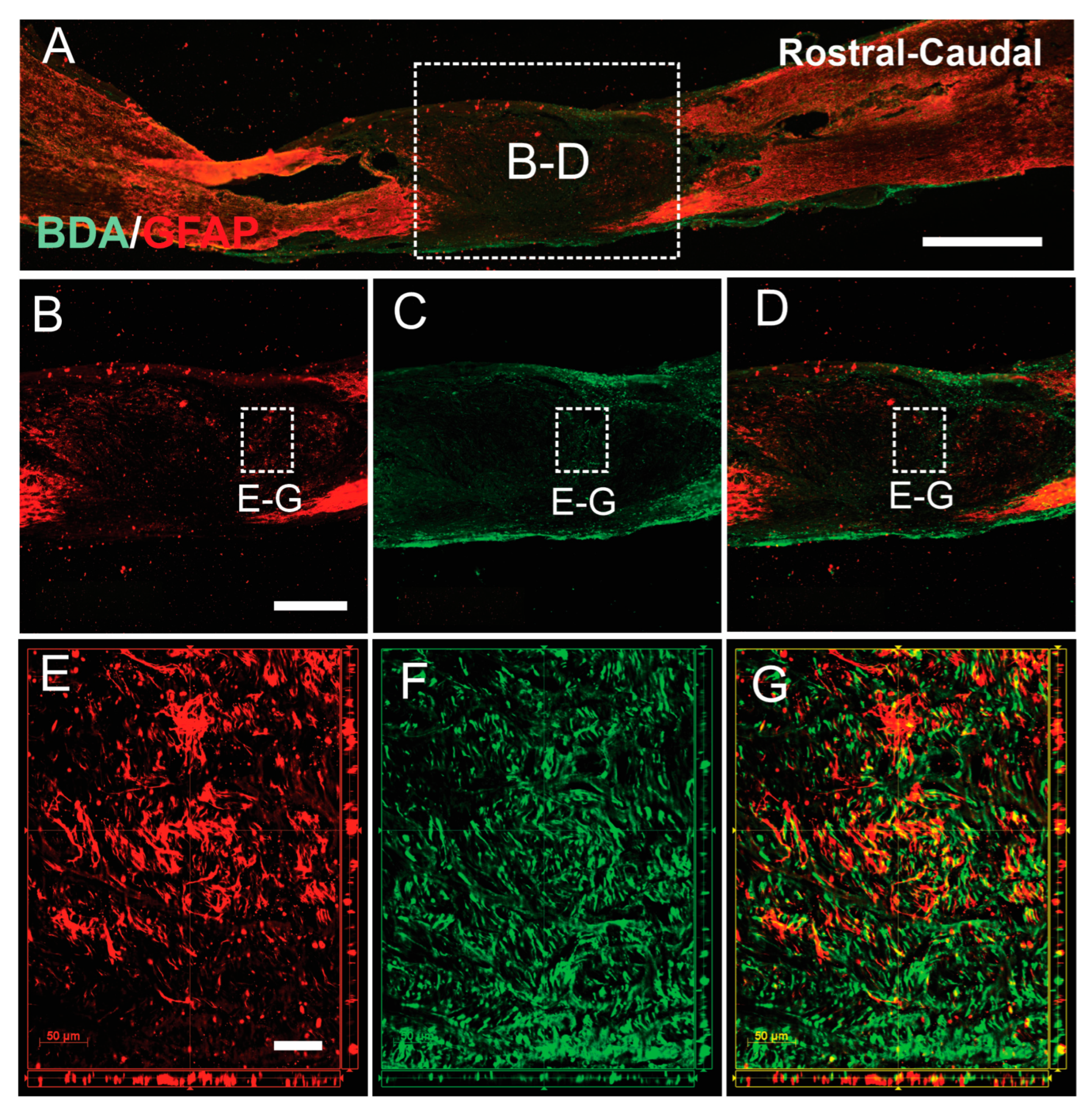 Cells 13 01160 g007 Cells 13 01160 g007