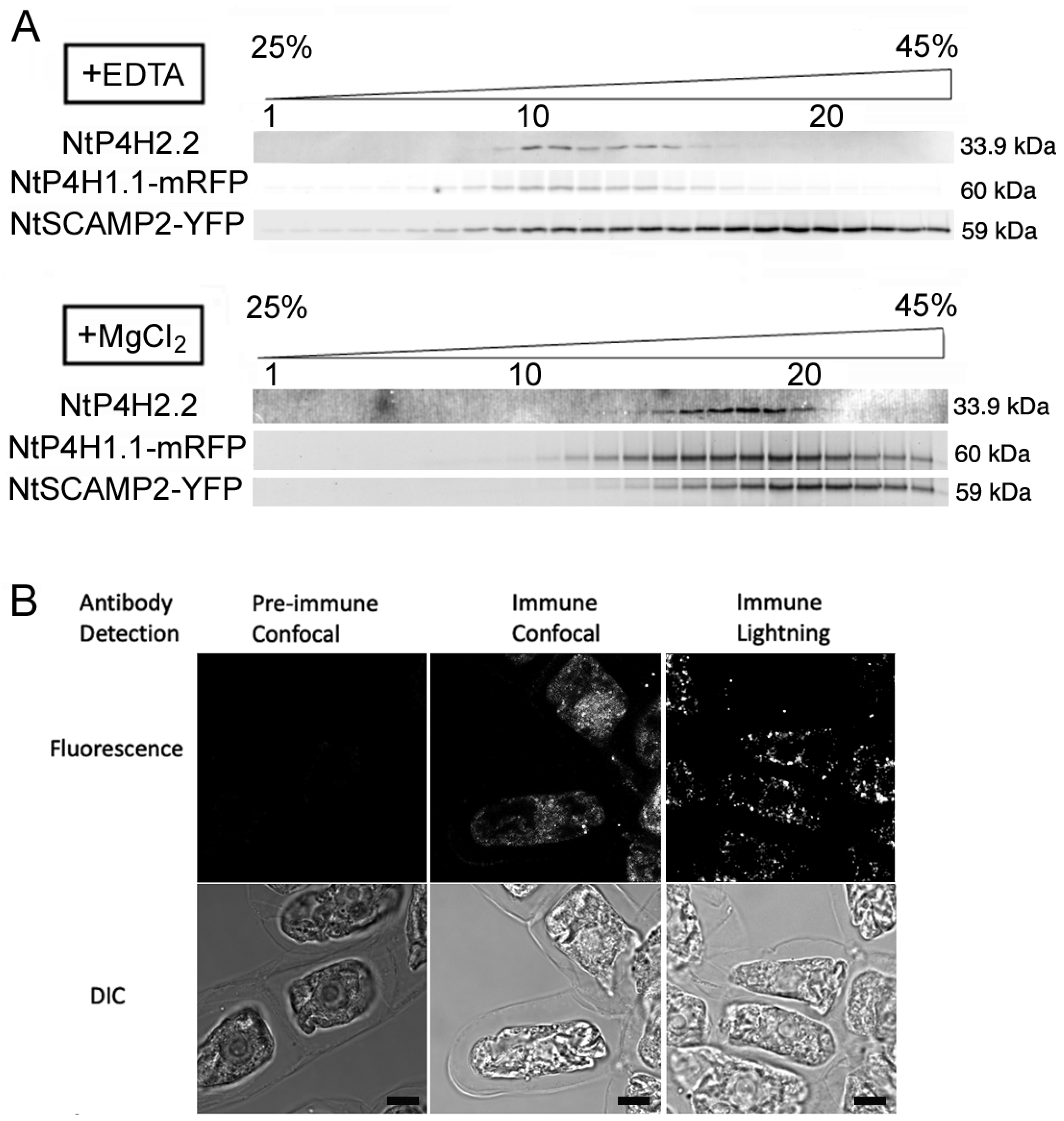 Cells 13 01170 g002 Cells 13 01170 g002