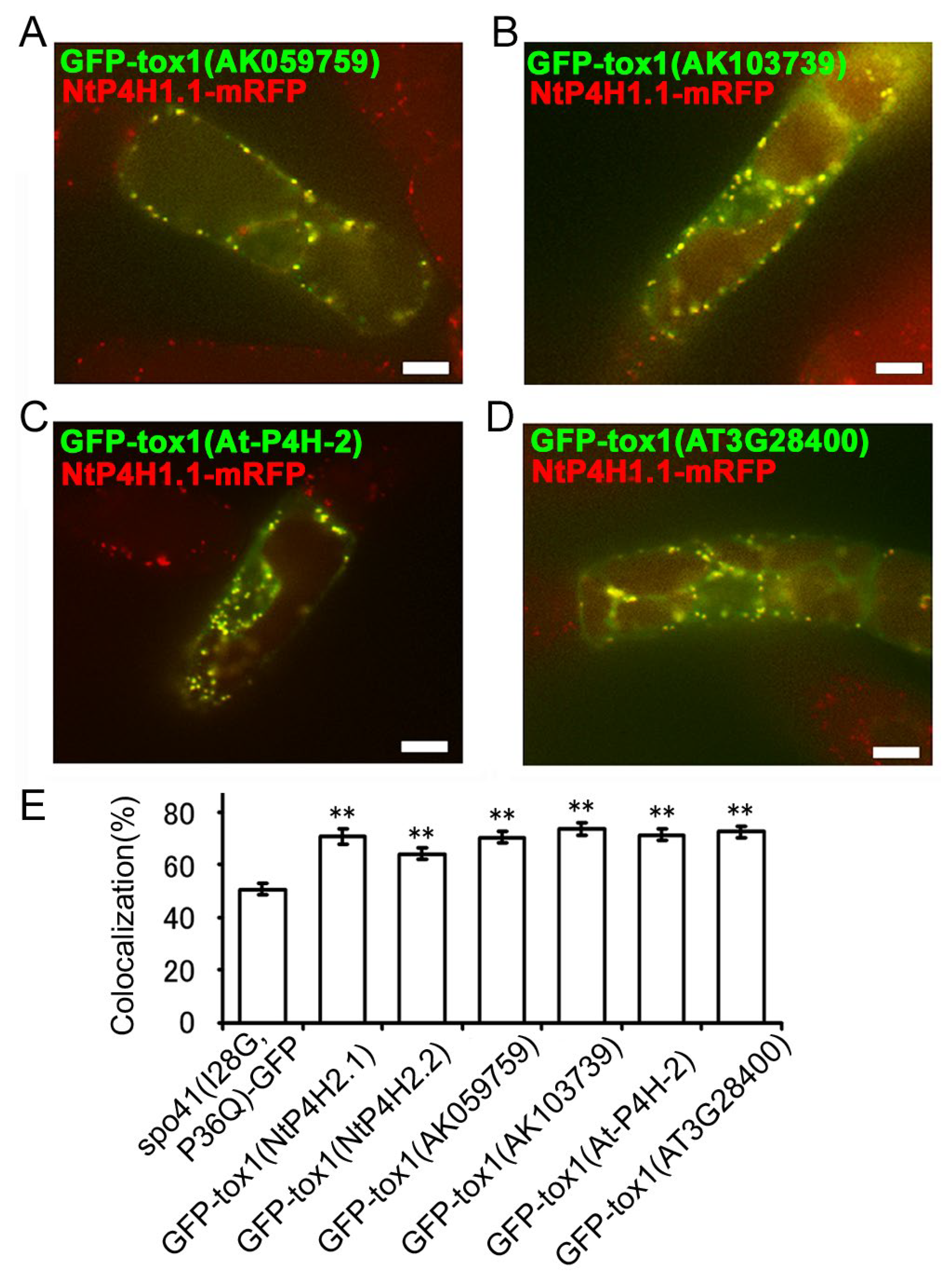 Cells 13 01170 g007 Cells 13 01170 g007