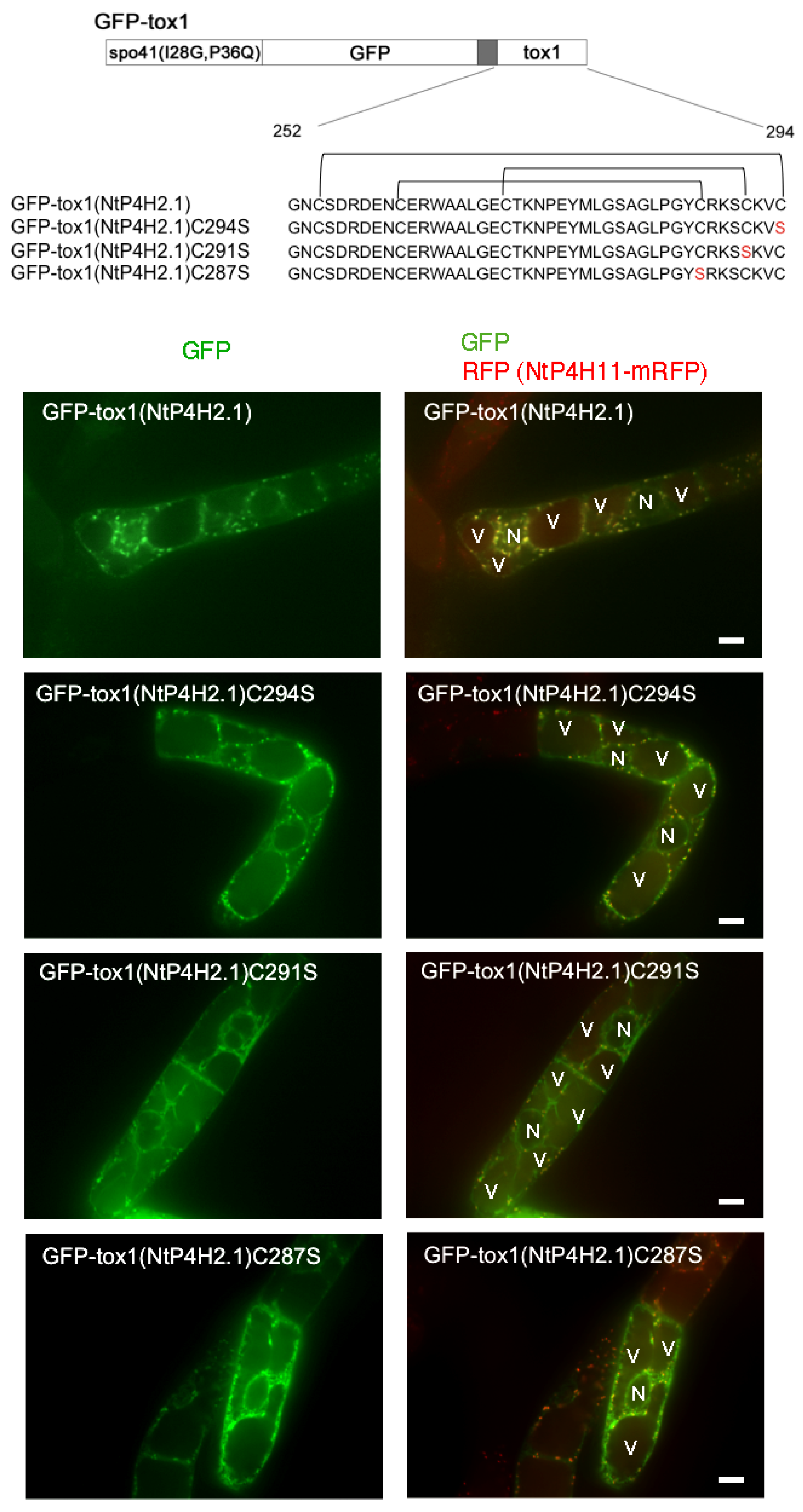 Cells 13 01170 g009 Cells 13 01170 g009