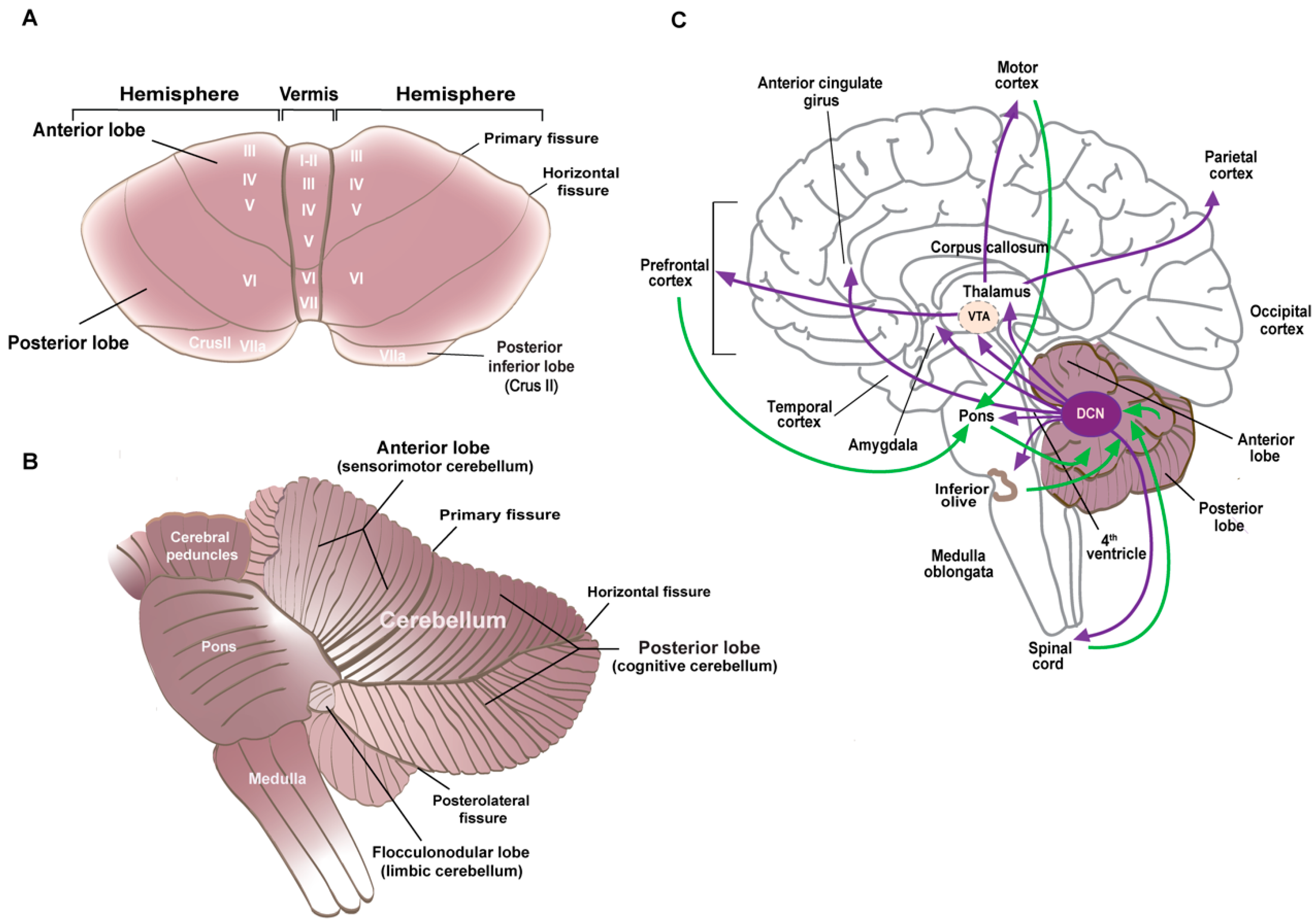 ファッション通販 安い the Unravelling Cerebellar Spectrum Autism in Involvement 下着・アンダーウェア