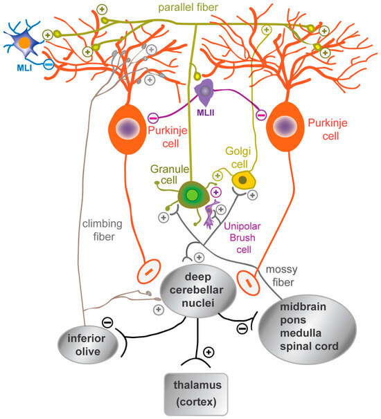 Autistic Association of genes with phenotype in autism spectrum