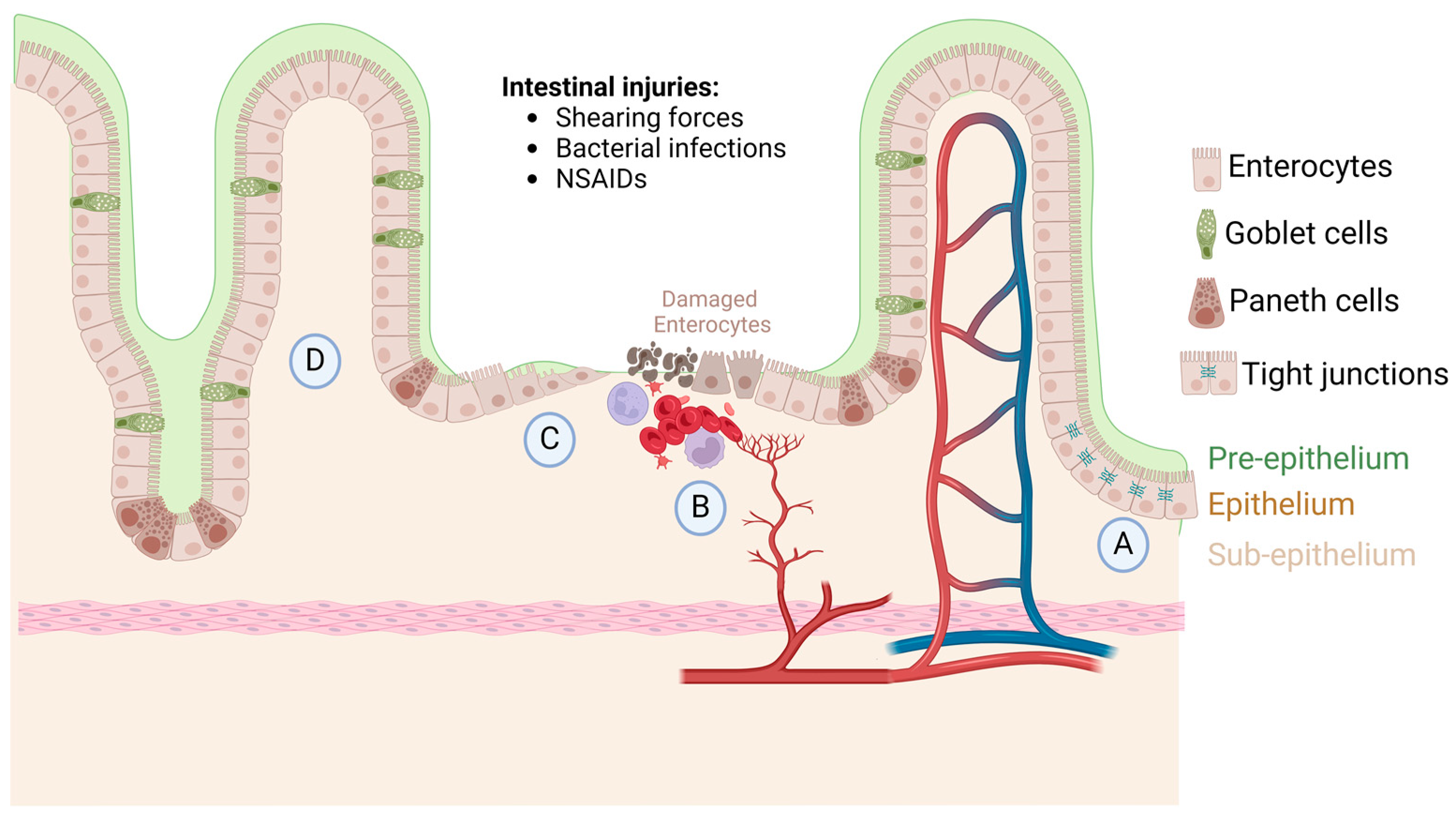 Cells 13 01178 g001 Cells 13 01178 g001