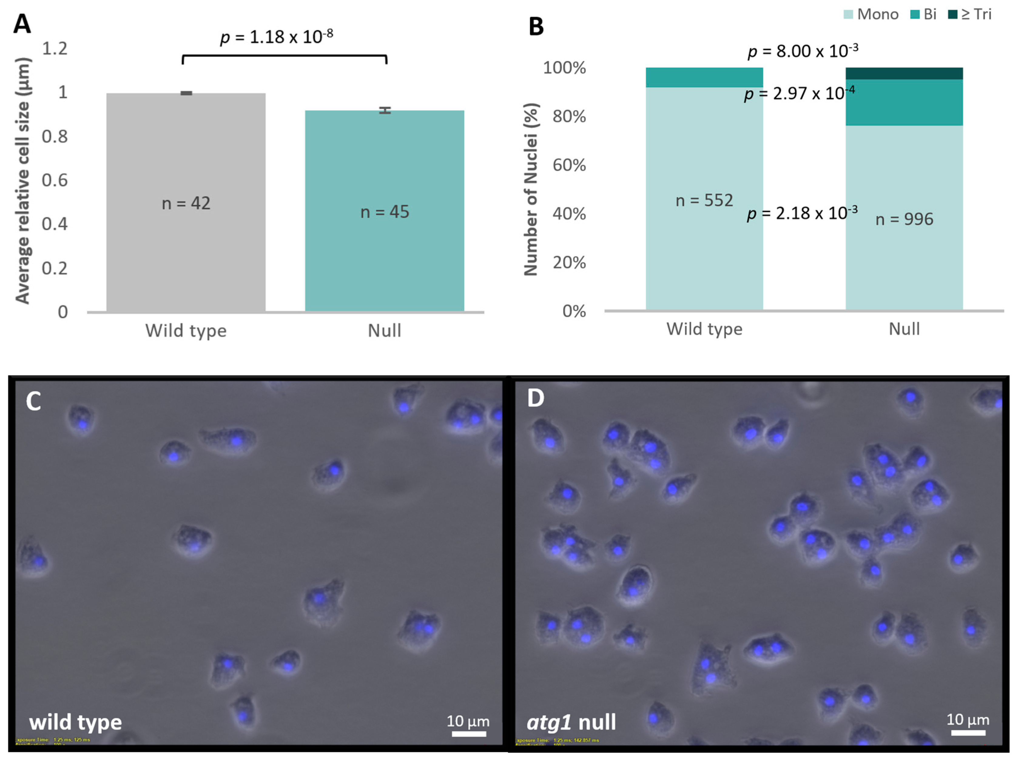 Cells 13 01191 g003 Cells 13 01191 g003