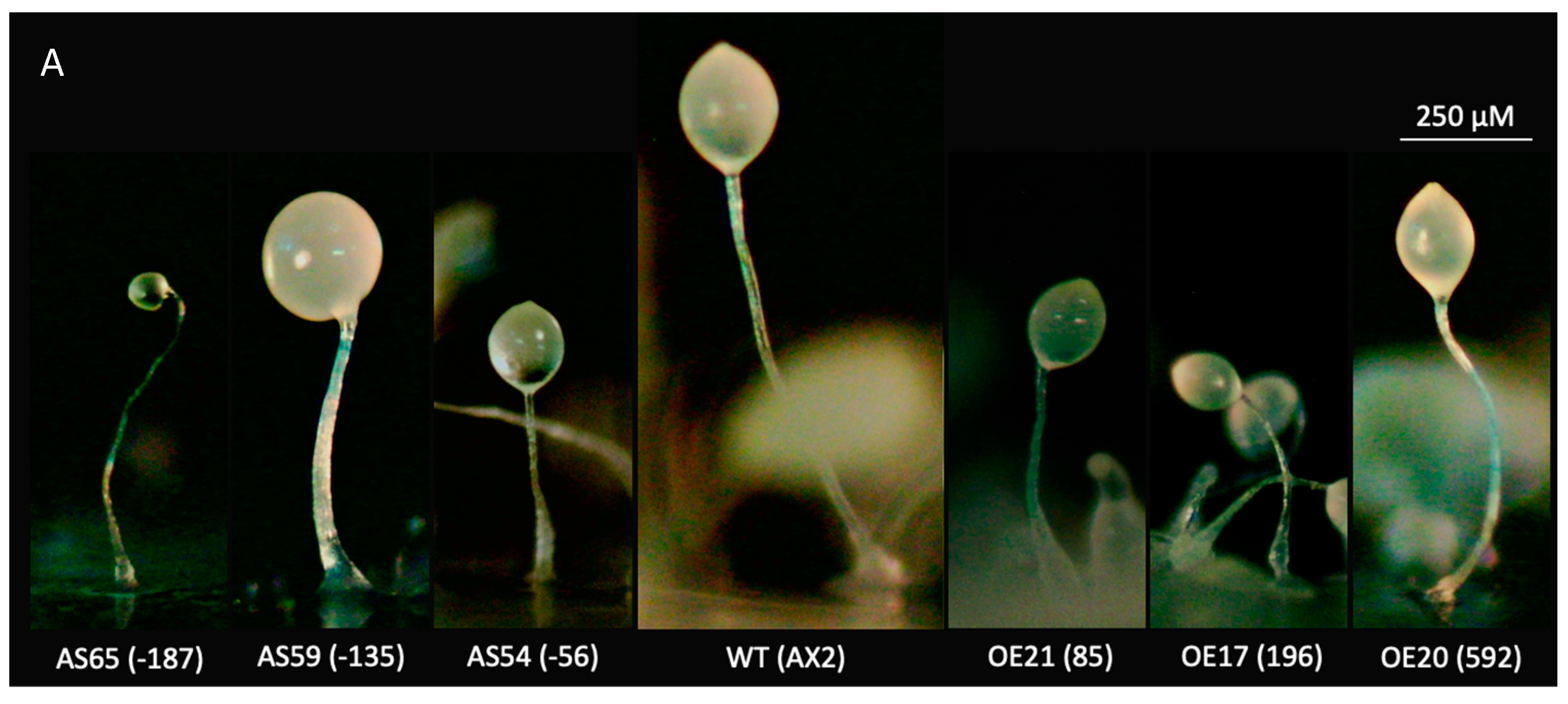 Cells 13 01191 g005a Cells 13 01191 g005a