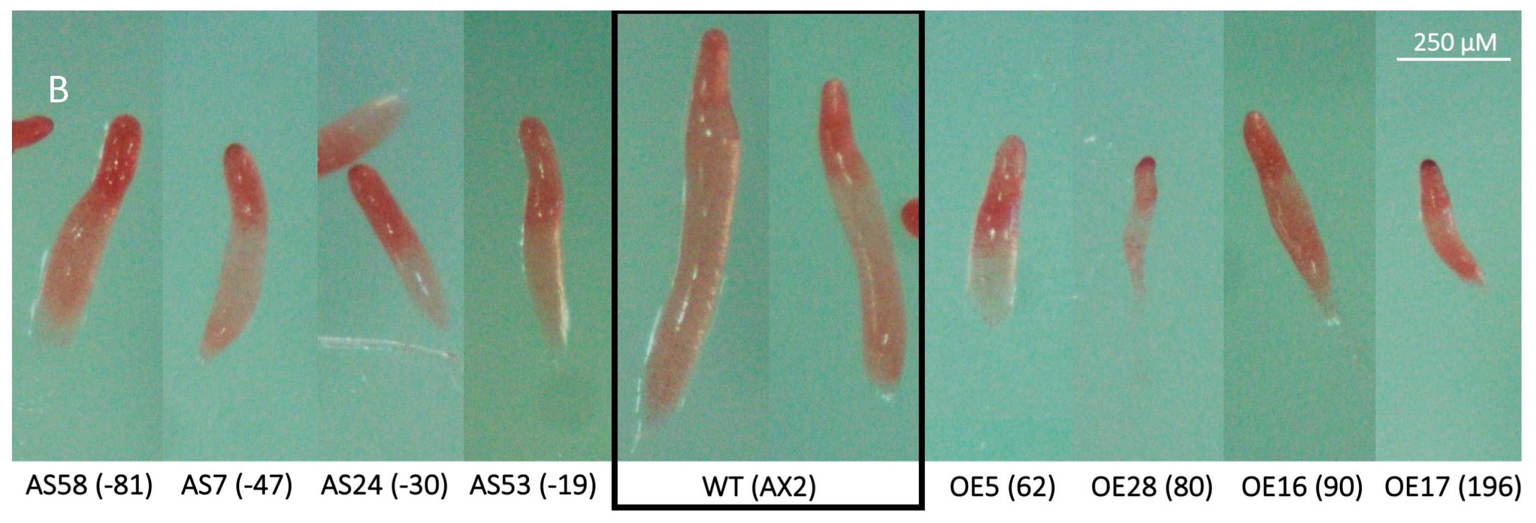 Cells 13 01191 g005b Cells 13 01191 g005b