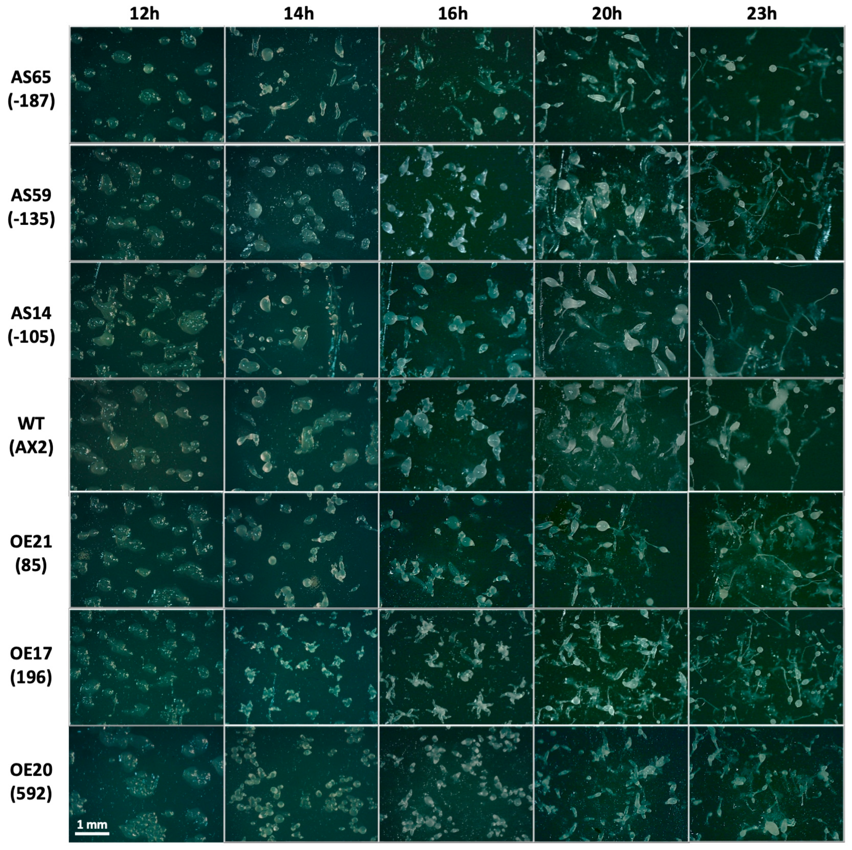 Cells 13 01191 g006 Cells 13 01191 g006