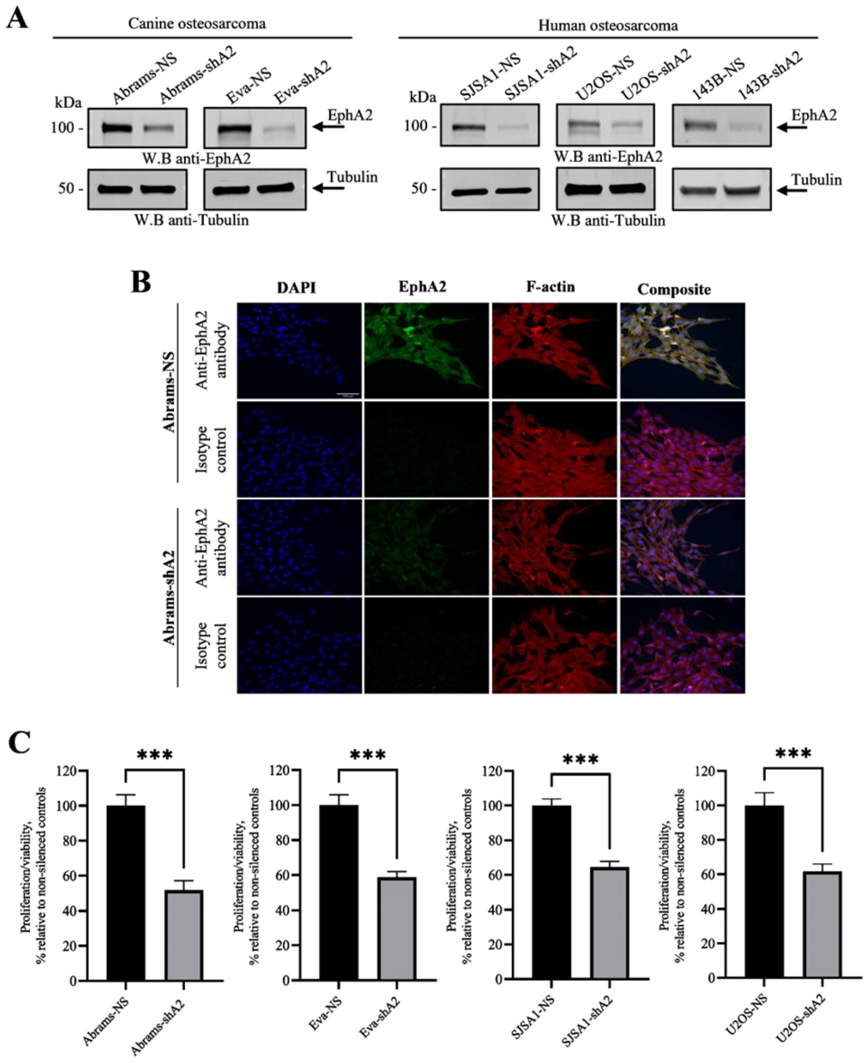 Cells 13 01201 g002 Cells 13 01201 g002