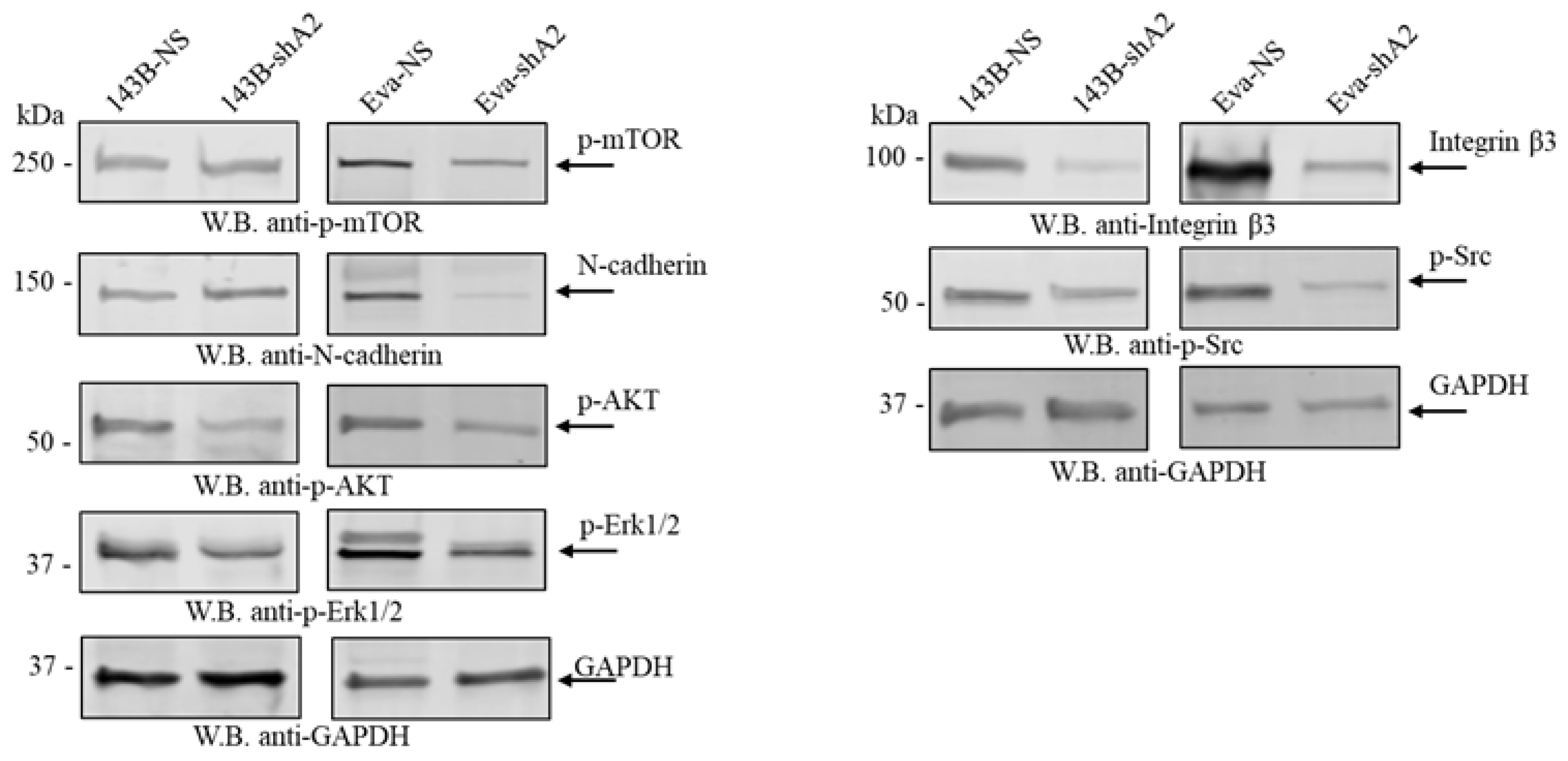 Cells 13 01201 g007 Cells 13 01201 g007