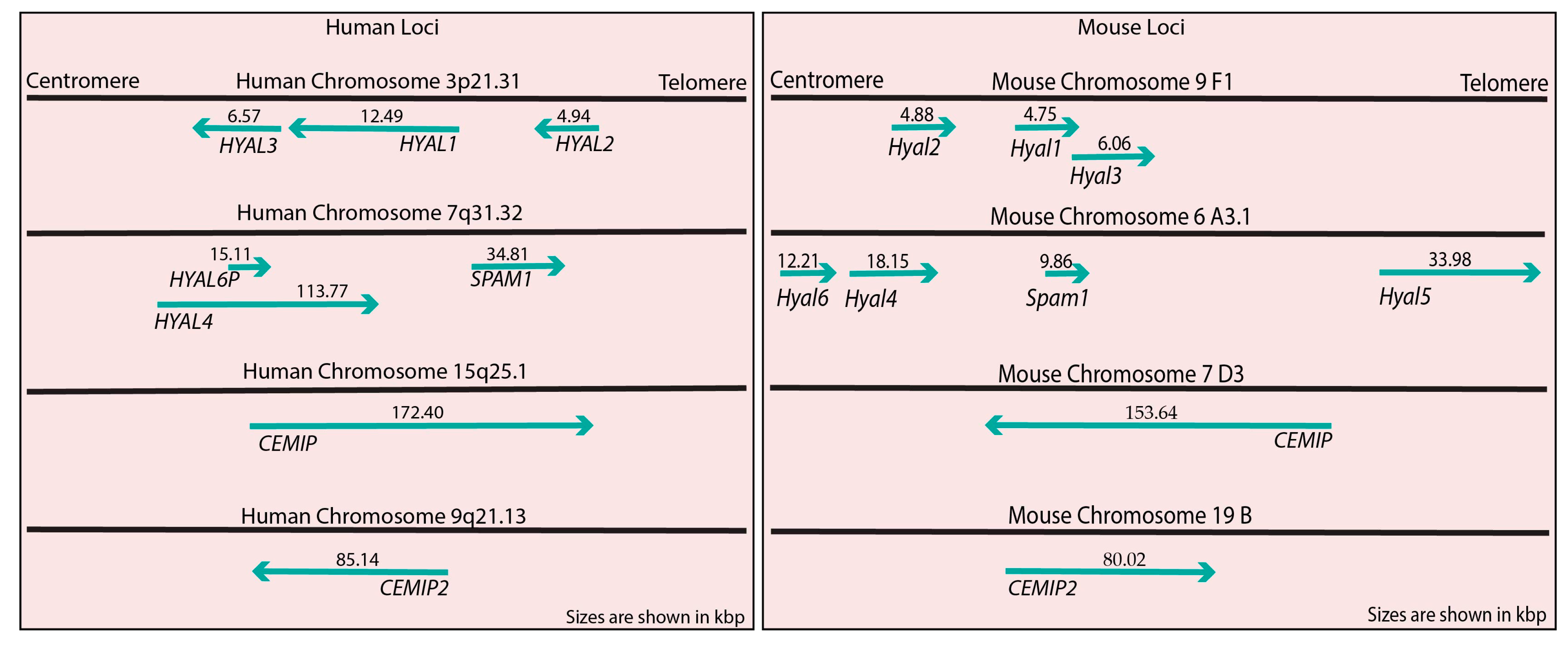Cells 13 01203 g001 Cells 13 01203 g001