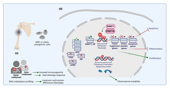 tooco Functional Roles of Bromodomain Proteins in Cancer