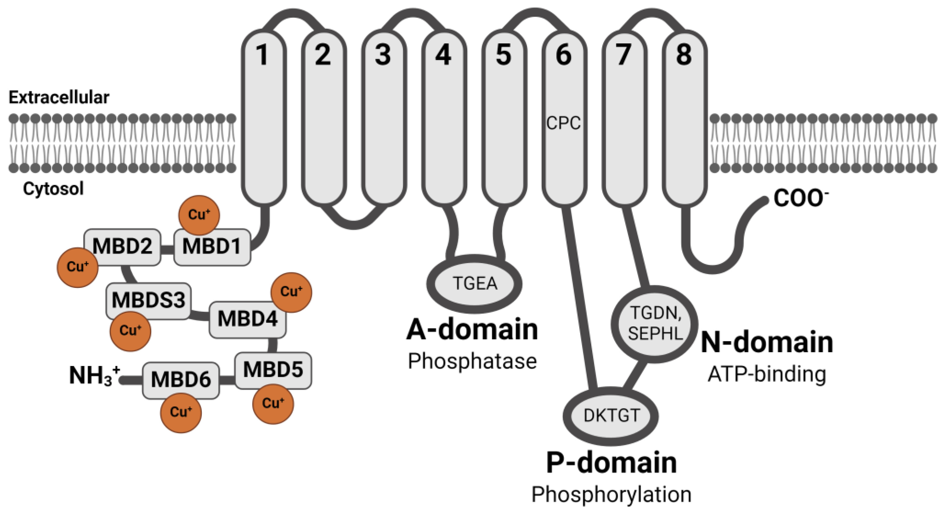Cells 13 01214 g002 Cells 13 01214 g002