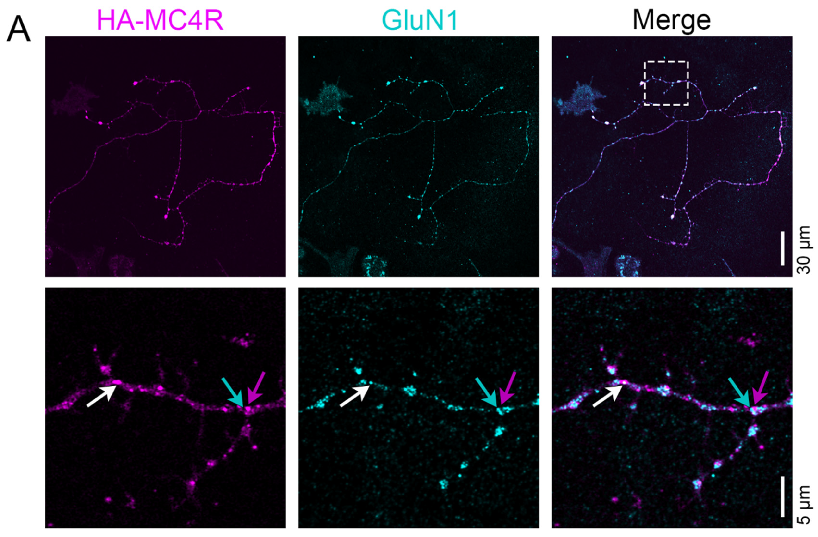 Cells 13 01235 g005a