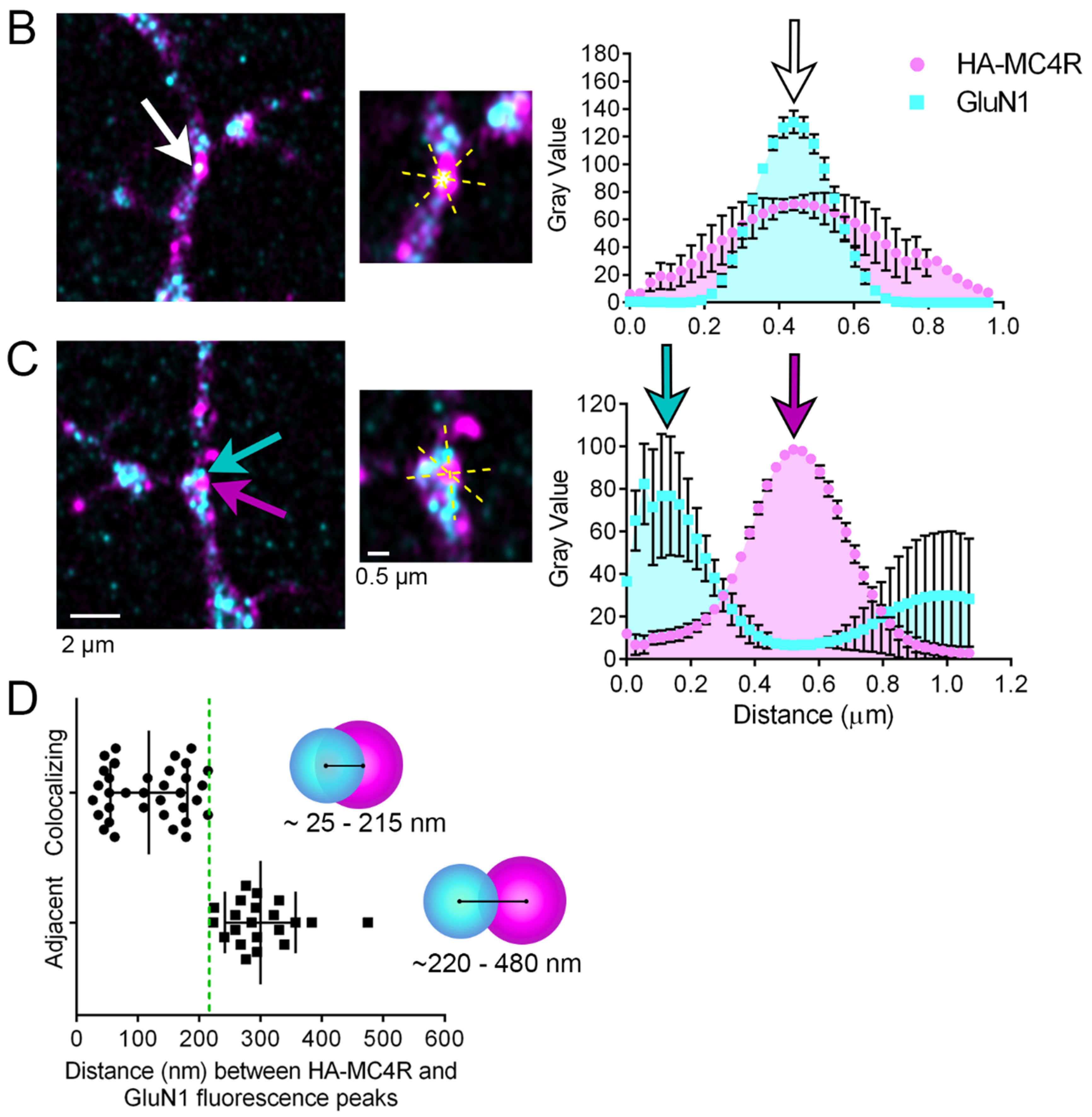 Cells 13 01235 g005b