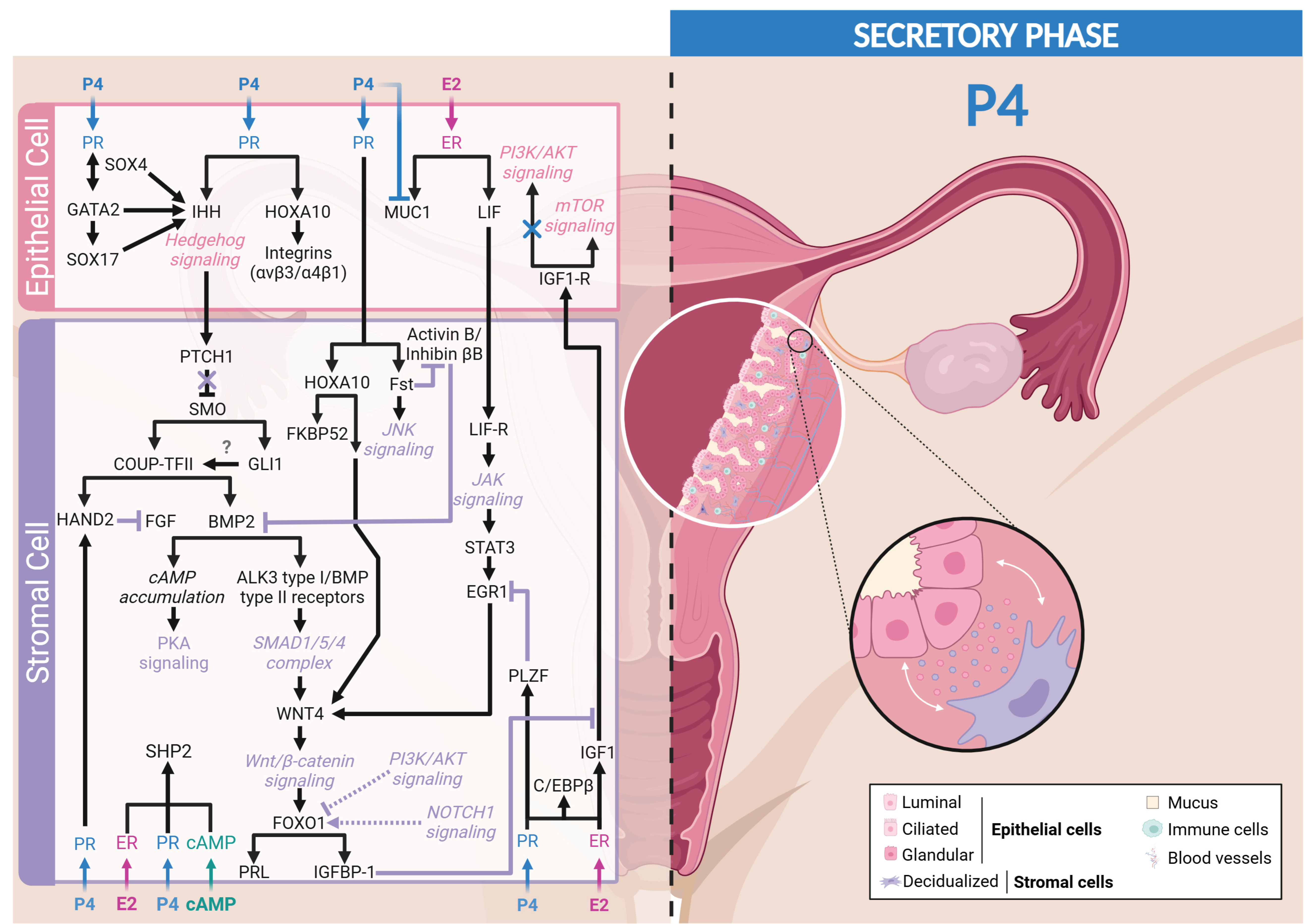 Cells 13 01236 g004 Cells 13 01236 g004