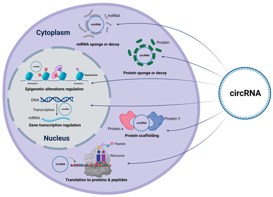 A Comprehensive Insight and In Silico Analysis of CircRNAs in ...