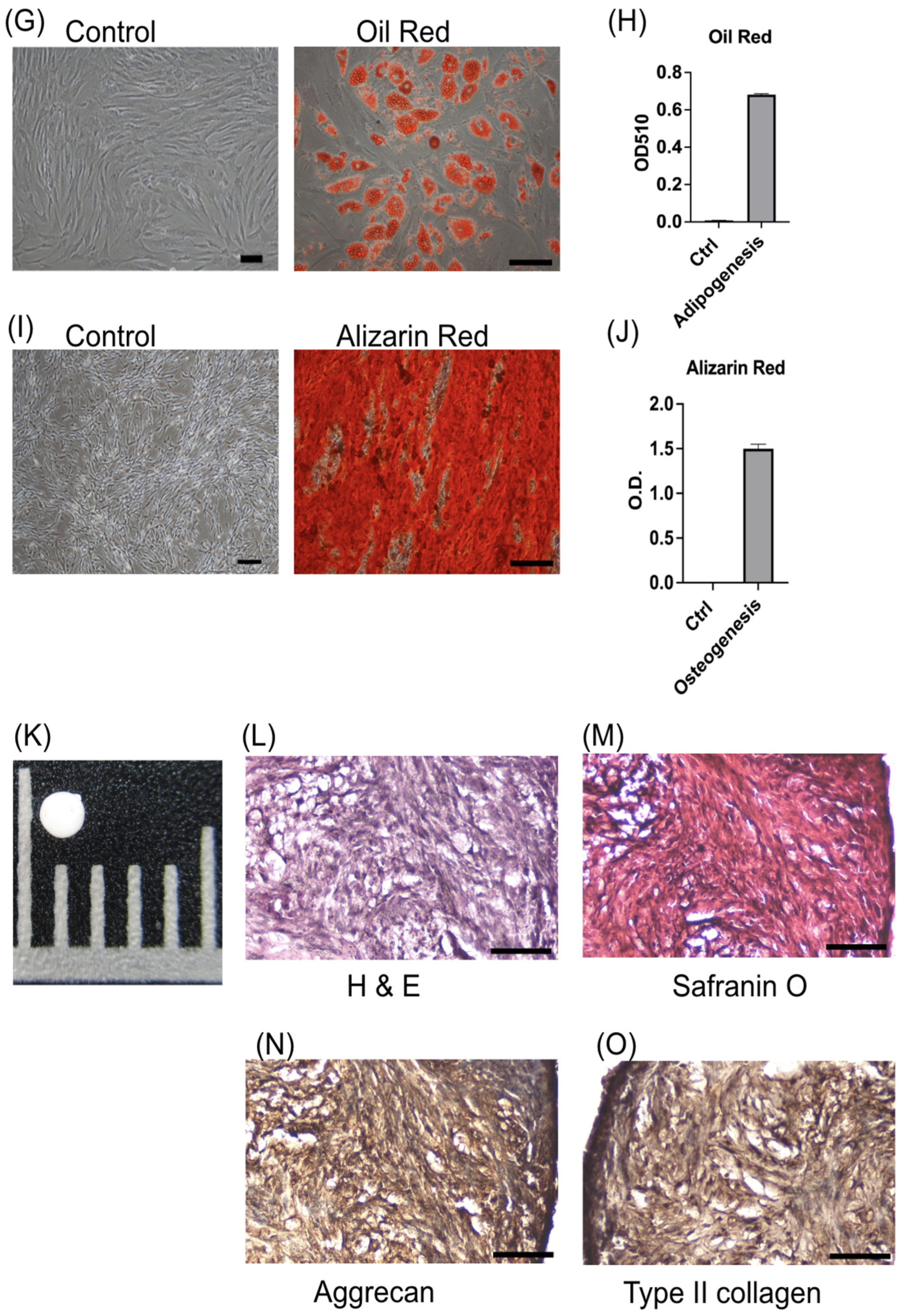 Cells 13 01250 g001b