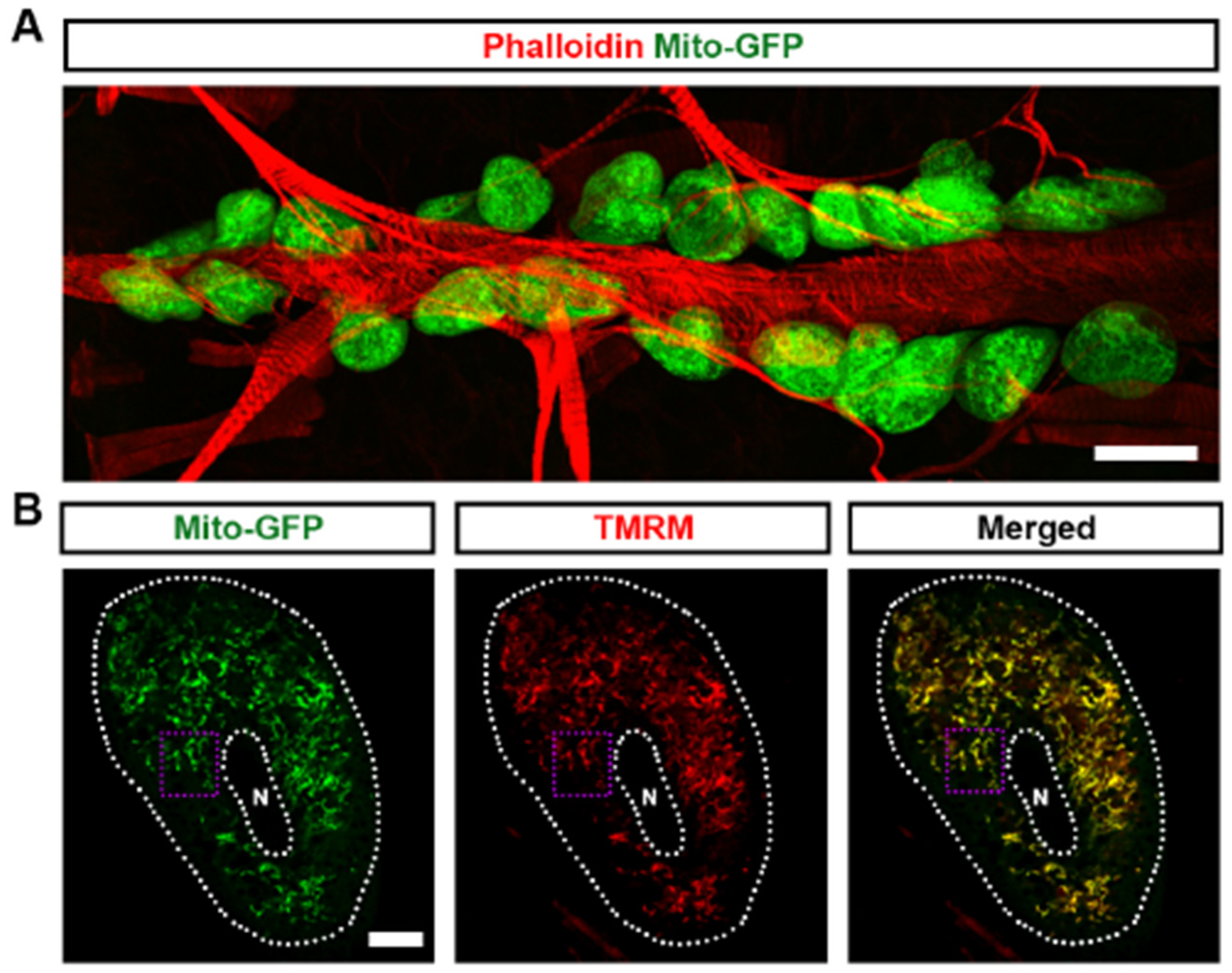 Cells 13 01253 g001a