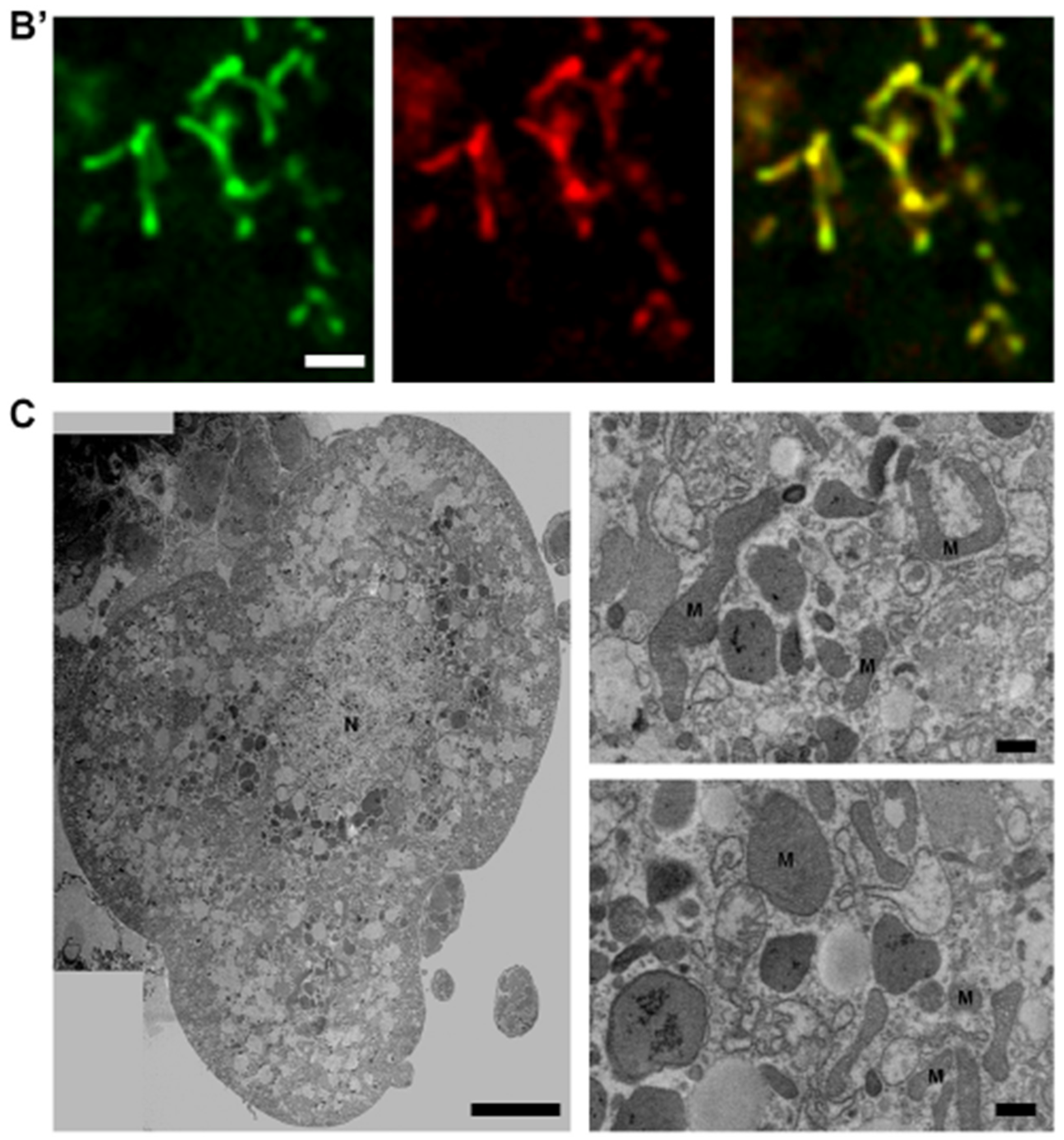 Cells 13 01253 g001b