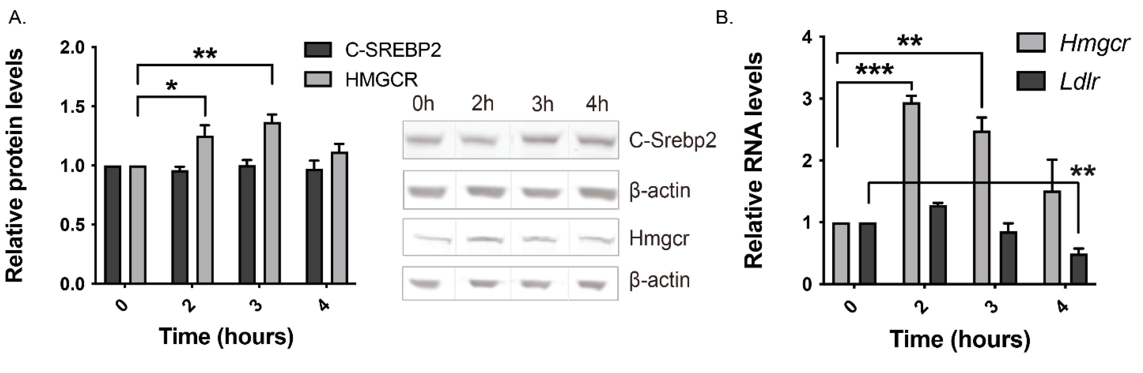 Cells 13 01255 g001a Cells 13 01255 g001a