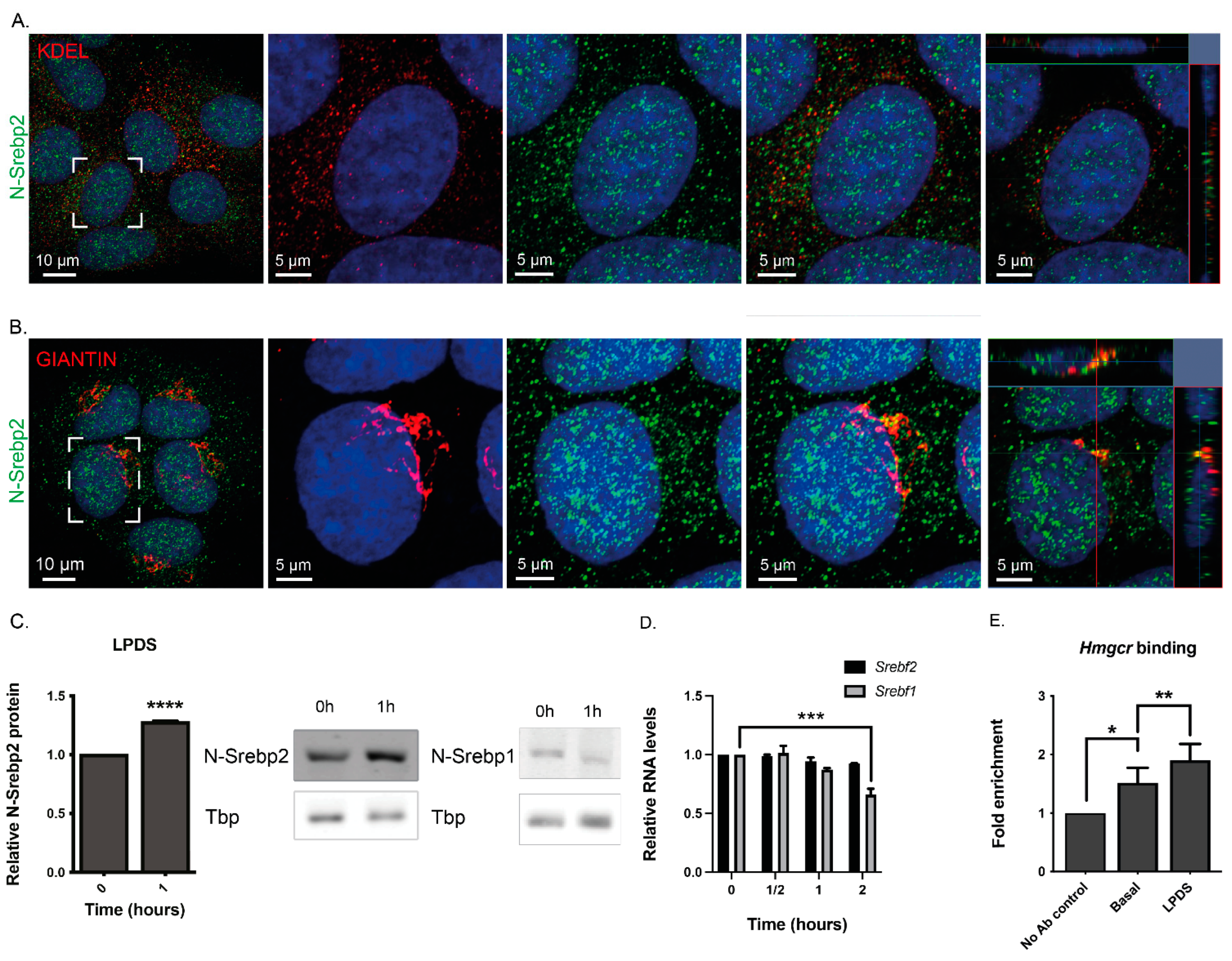 Cells 13 01255 g002 Cells 13 01255 g002