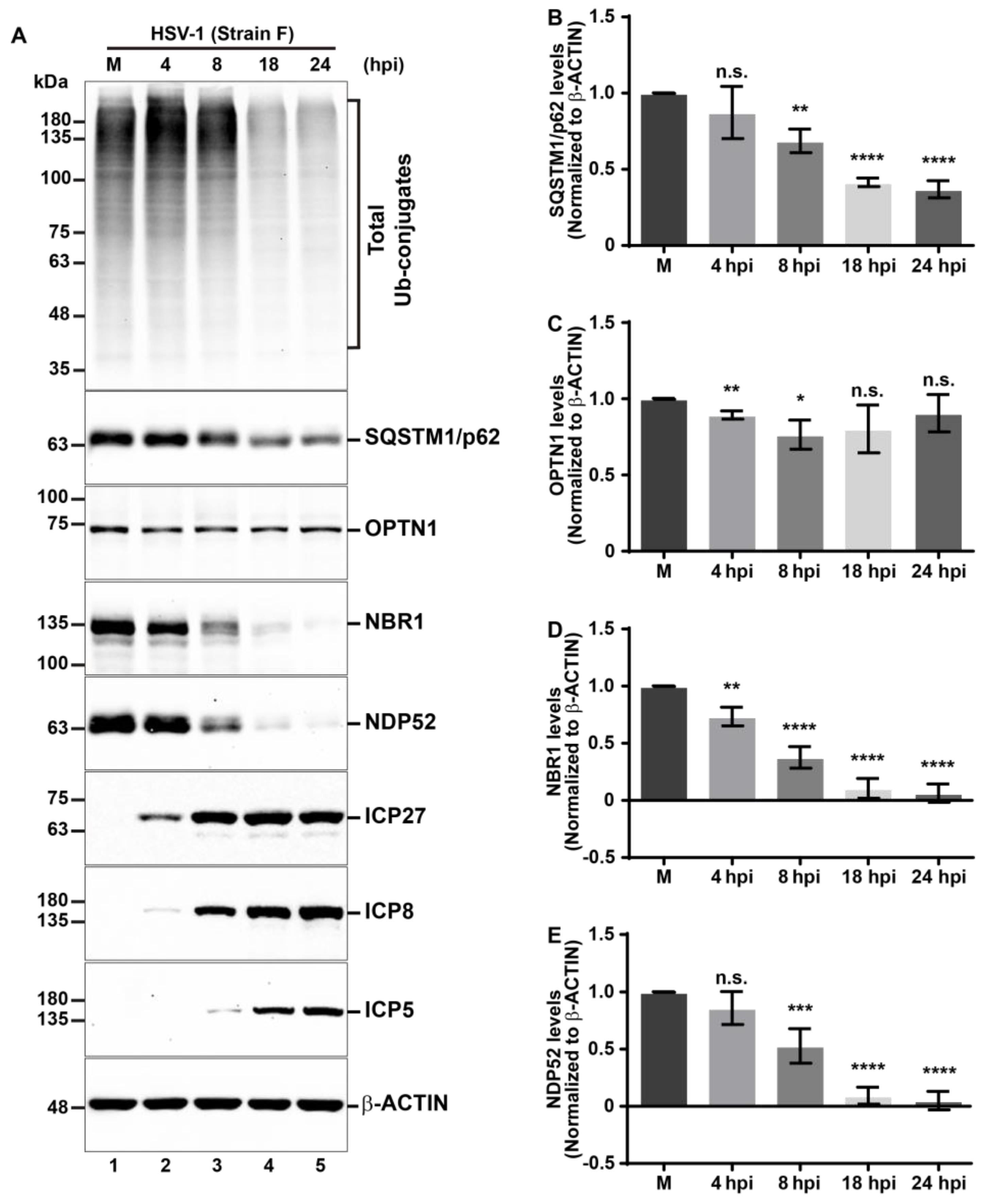 Cells 13 01256 g002 Cells 13 01256 g002