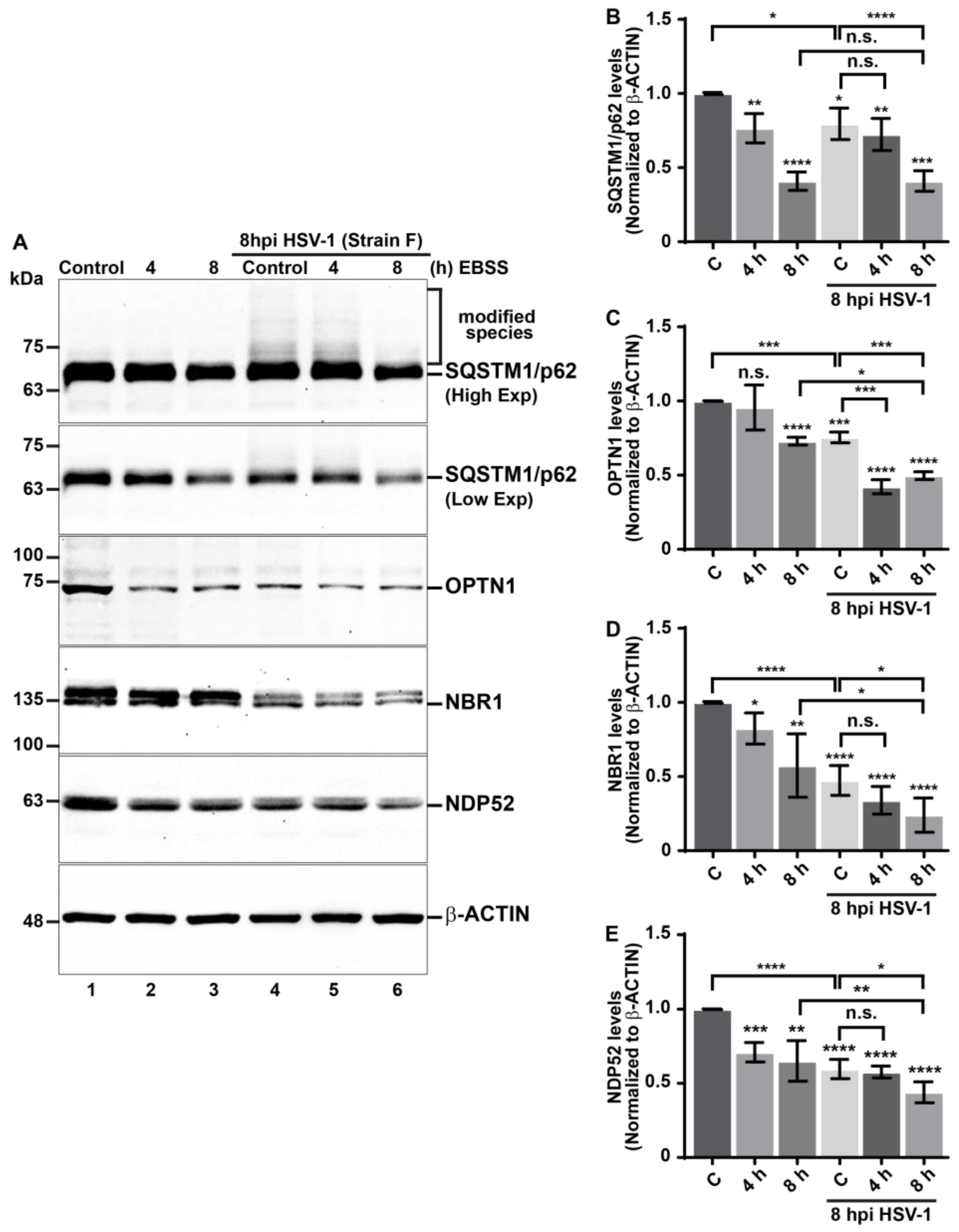 Cells 13 01256 g004 Cells 13 01256 g004