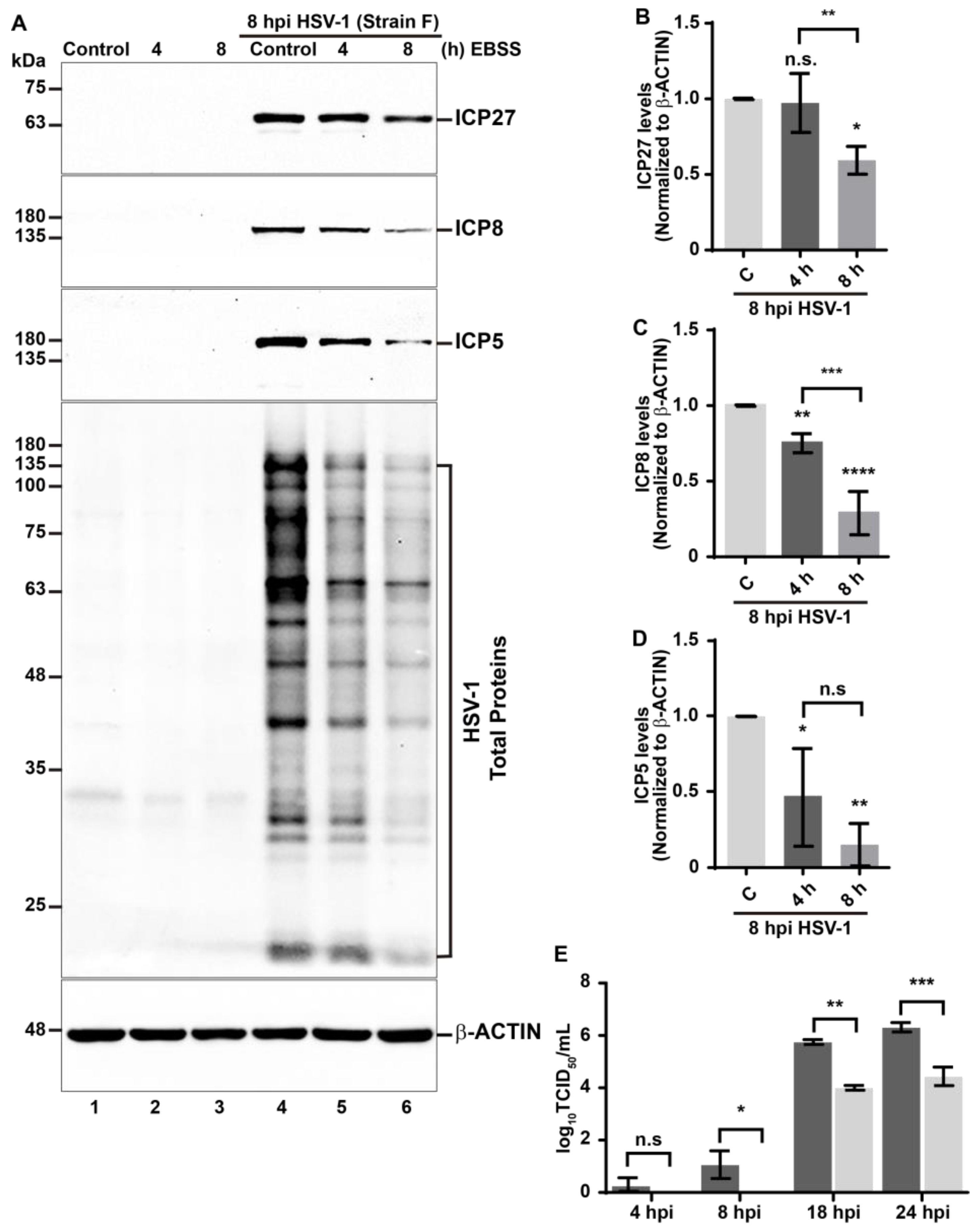 Cells 13 01256 g005 Cells 13 01256 g005