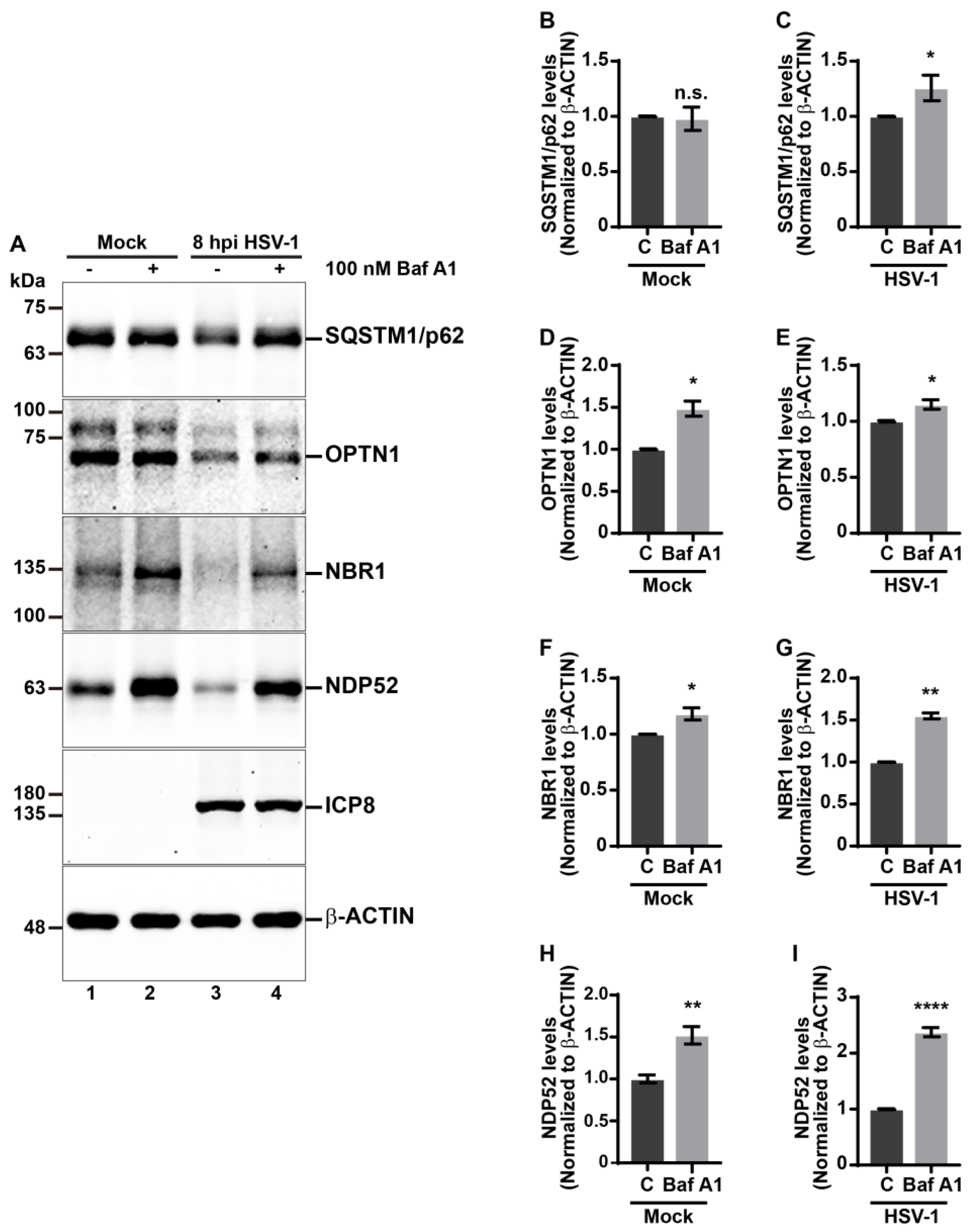 Cells 13 01256 g006 Cells 13 01256 g006